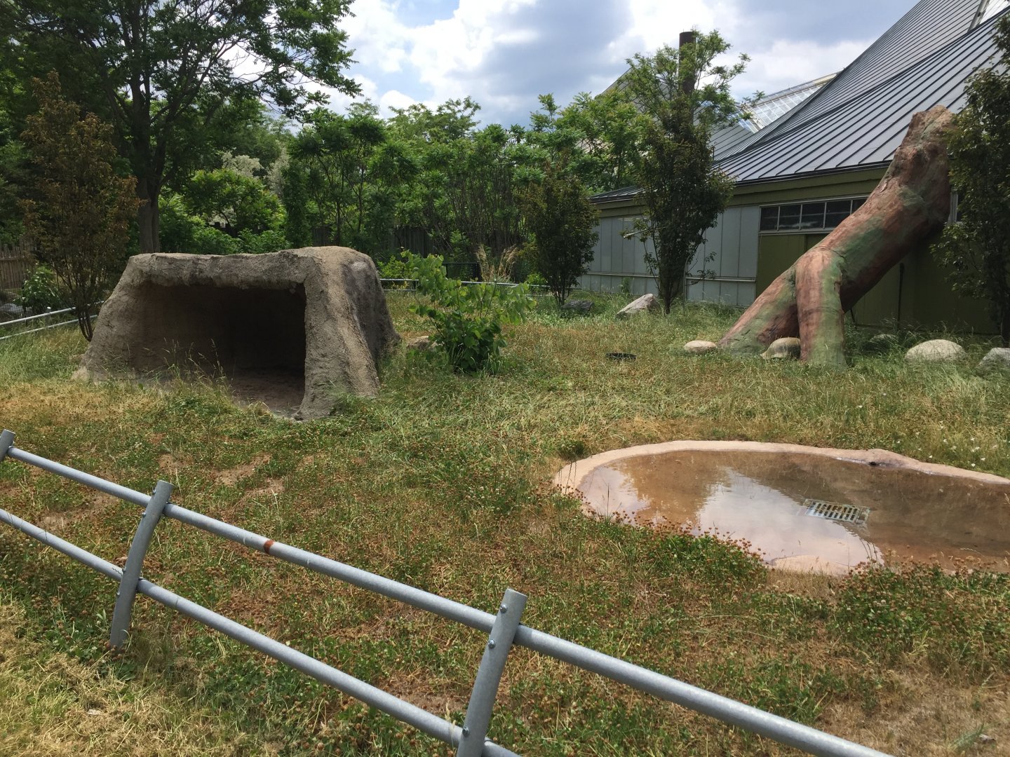 Aldabra Tortoise exhibit