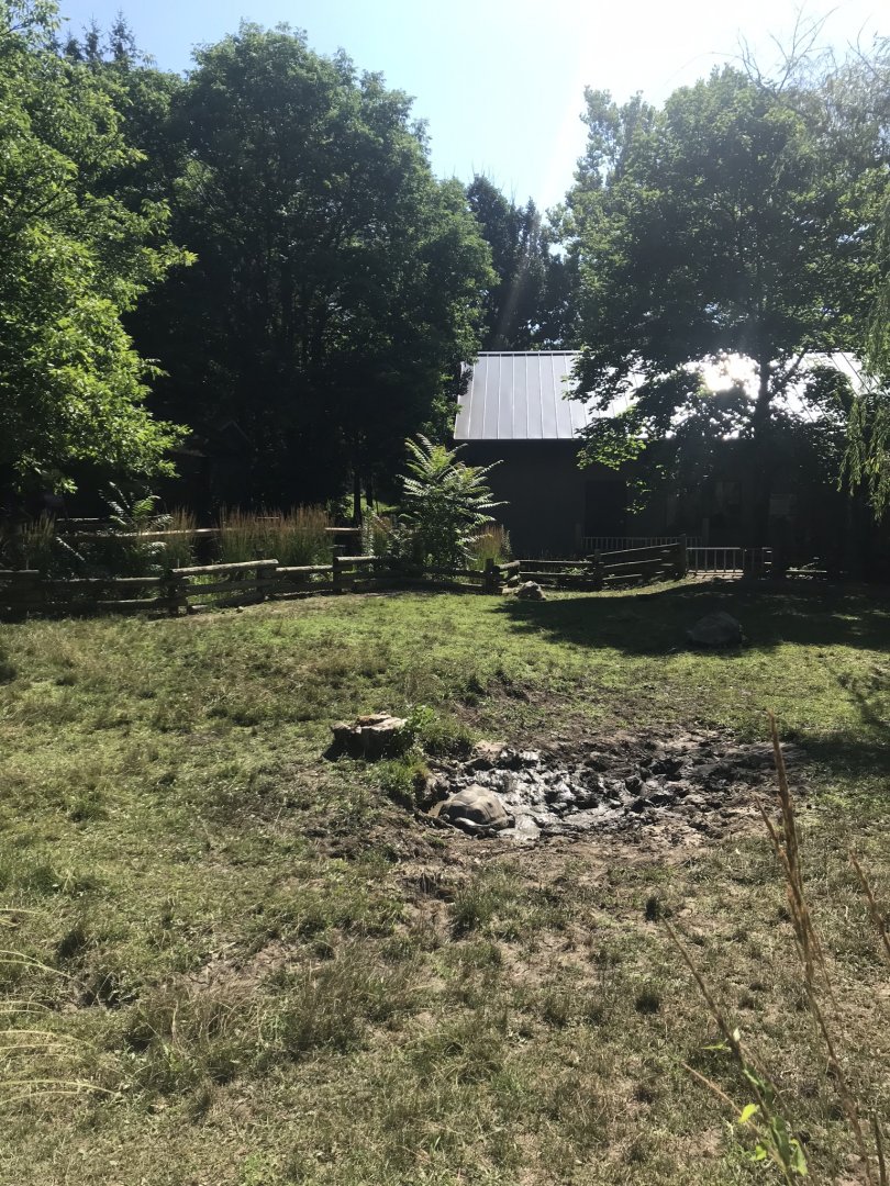 Aldabra tortoise exhibit