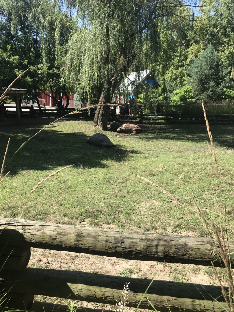 Aldabra tortoise exhibit