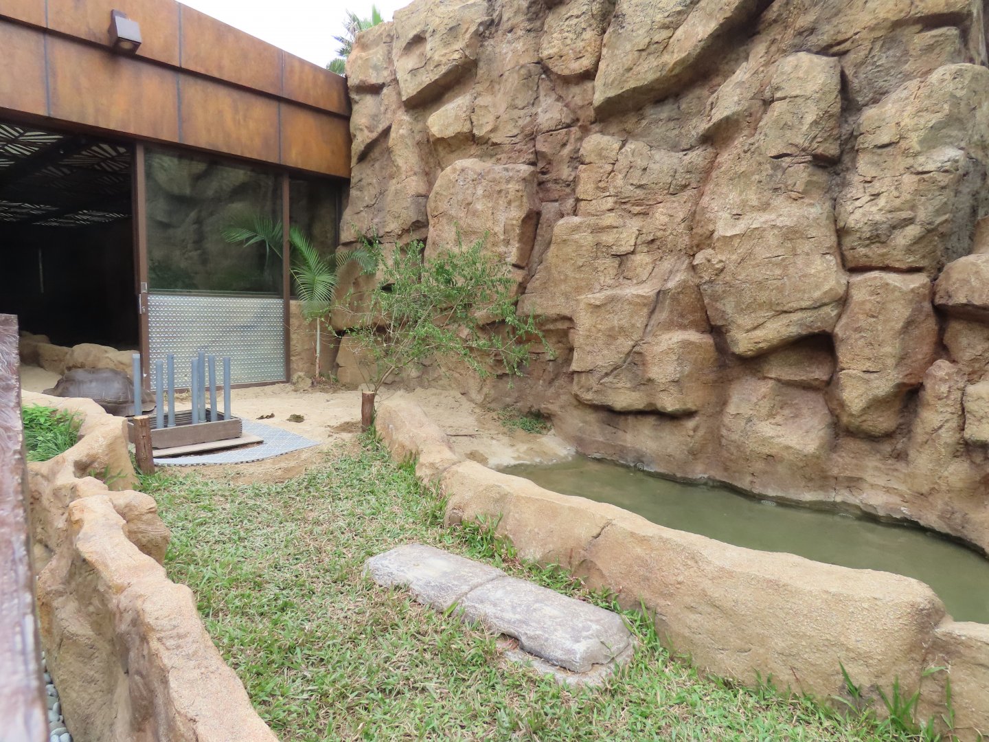 Aldabra tortoise exhibit