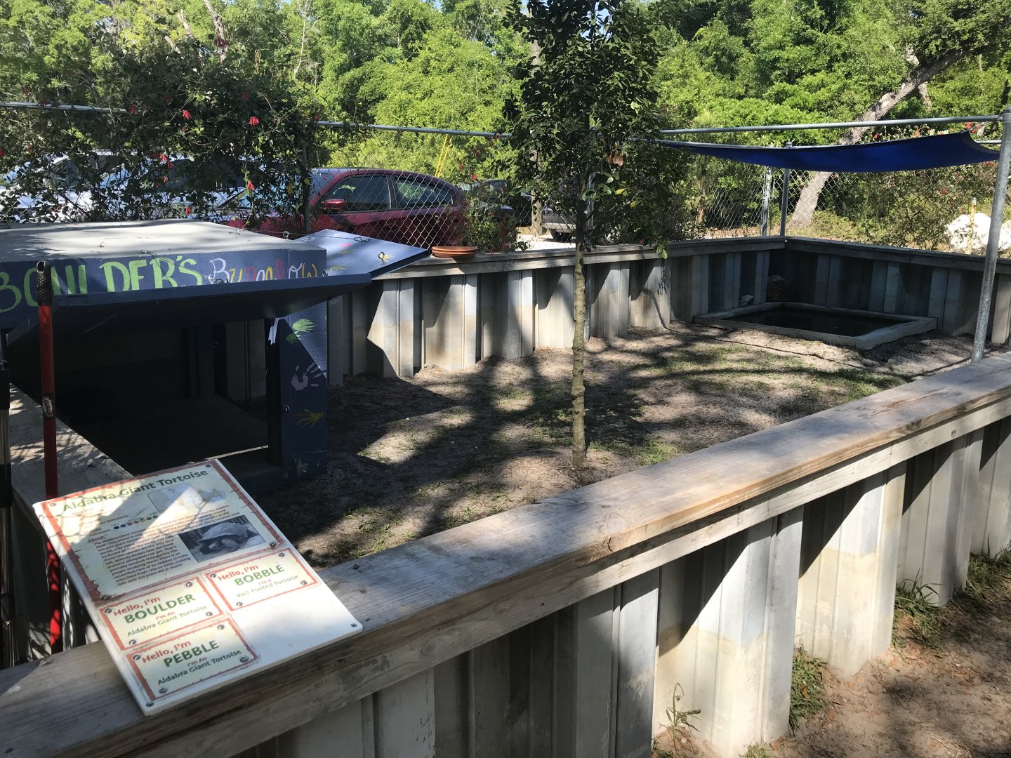 Aldabra Tortoise Exhibit