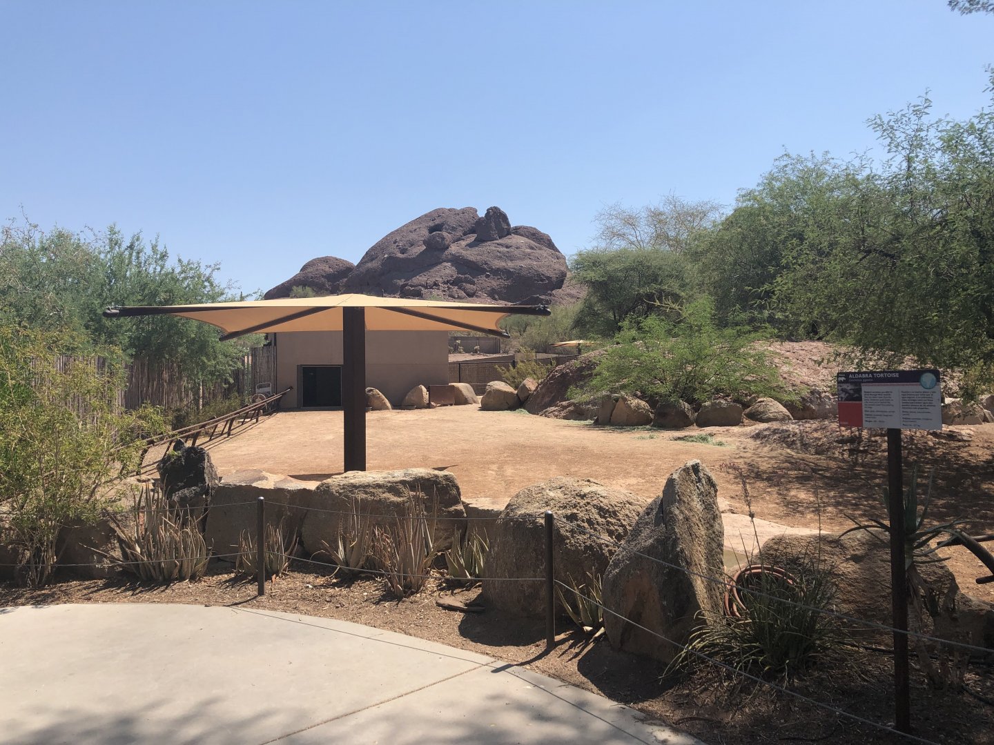 Aldabra Tortoise Exhibit