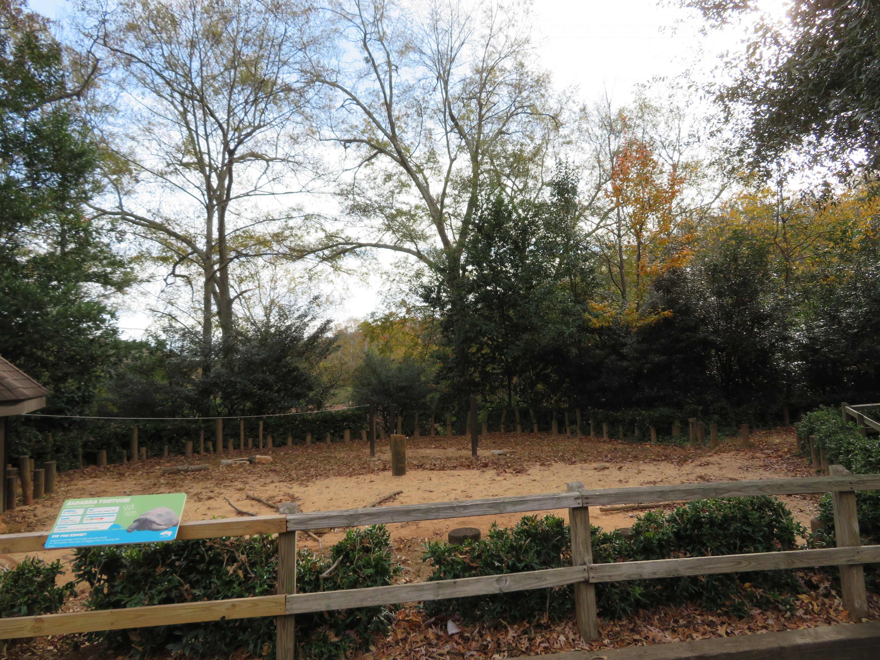 Aldabra Tortoise Exhibit