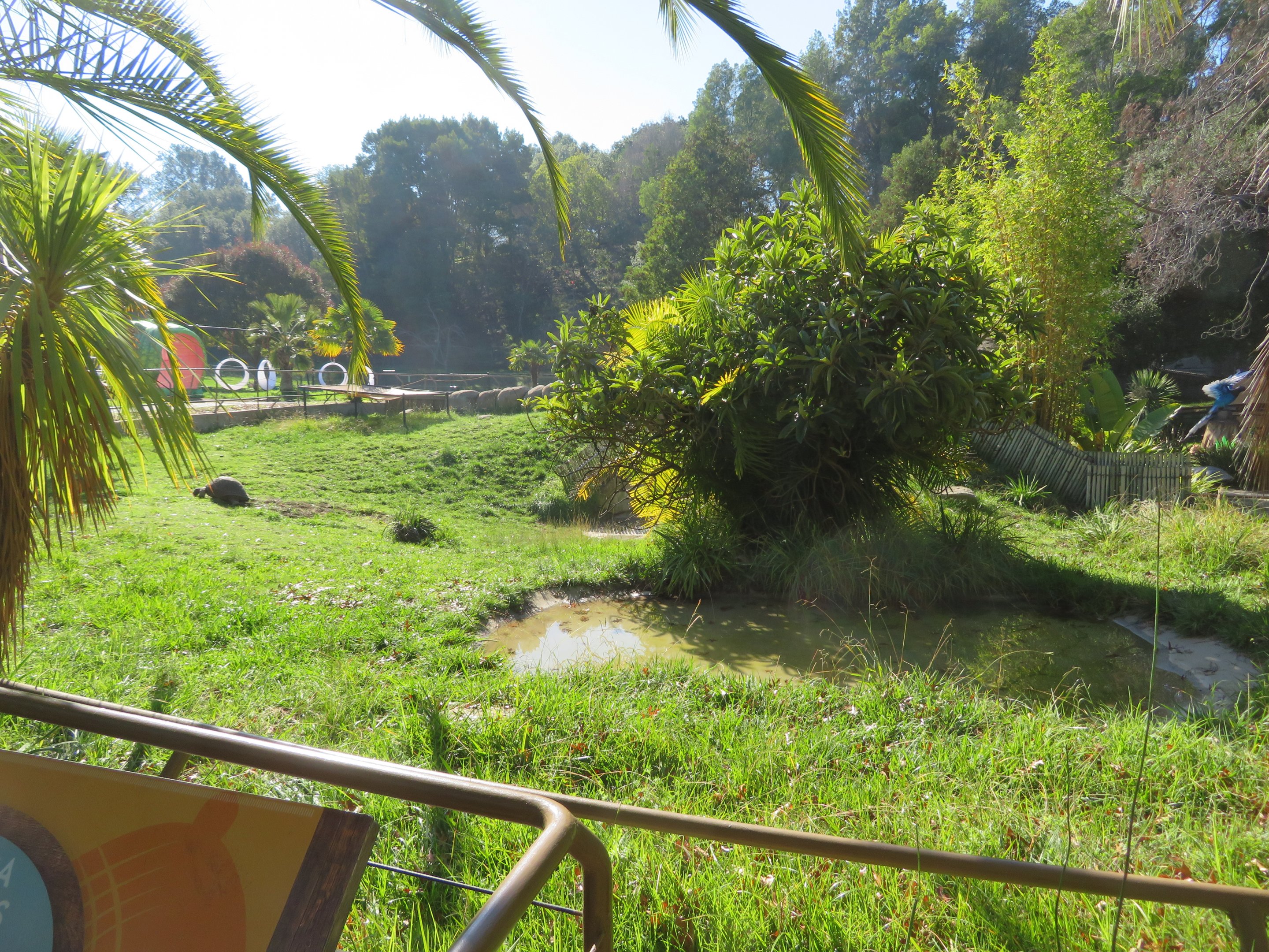 Aldabra Tortoise Exhibit