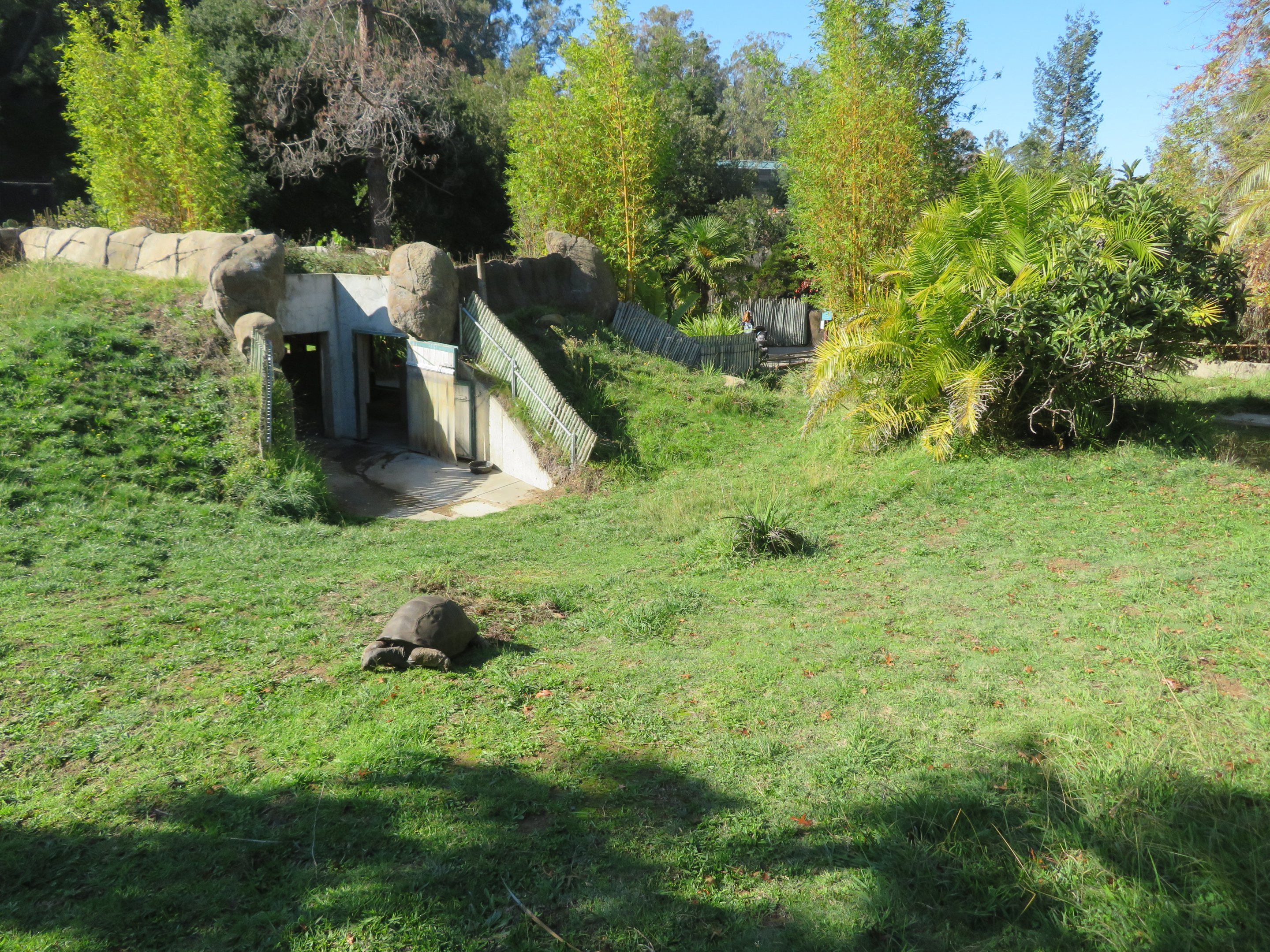 Aldabra Tortoise Exhibit