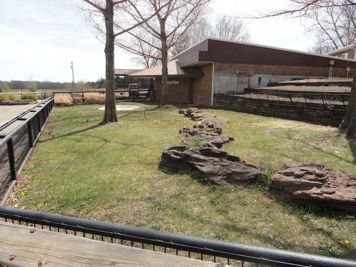 Aldabra Tortoise Exhibit