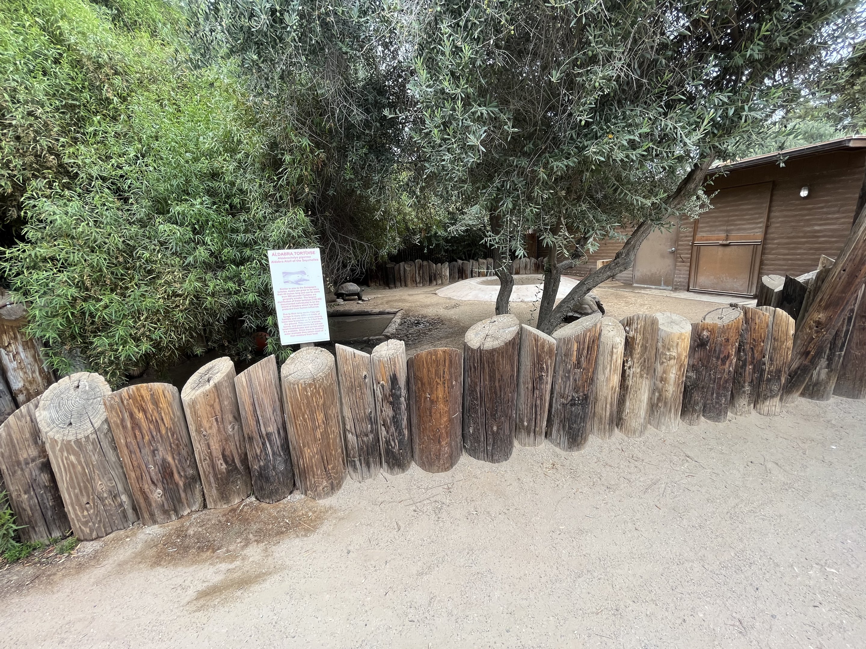 Aldabra Tortoise Exhibit