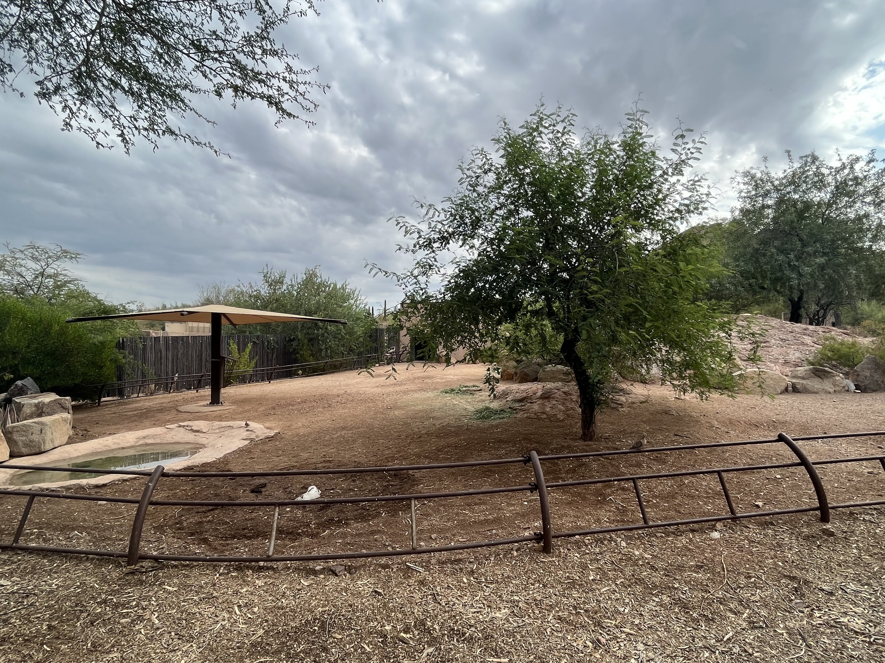 Aldabra Tortoise Exhibit