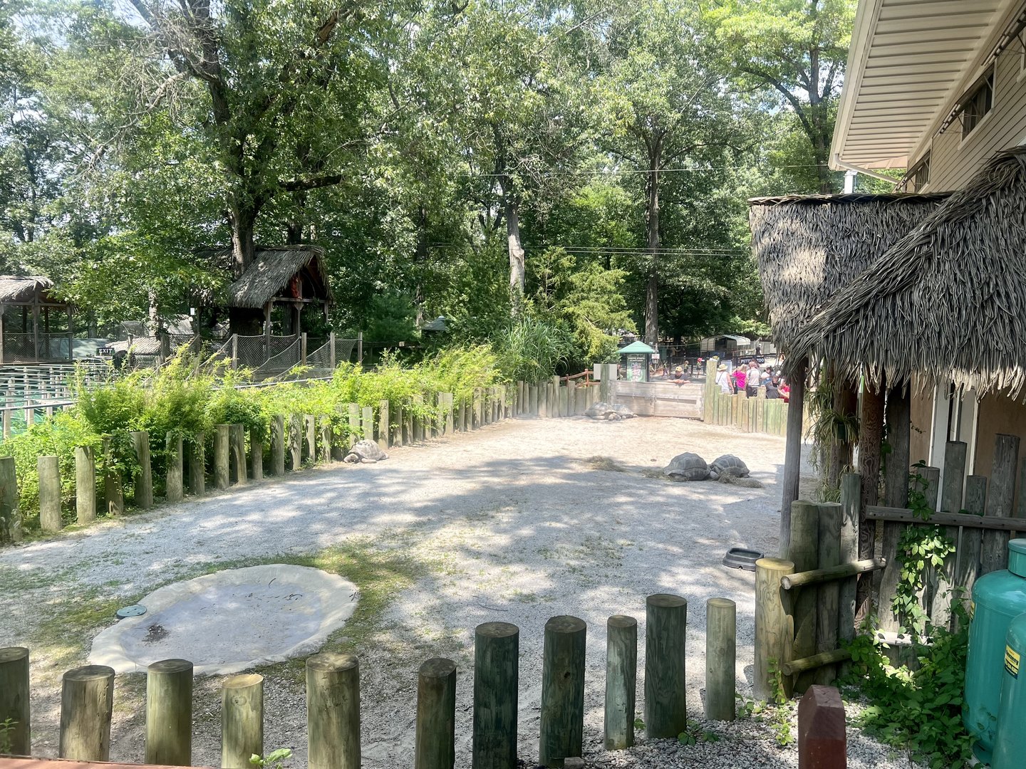 Aldabra Tortoise Exhibit