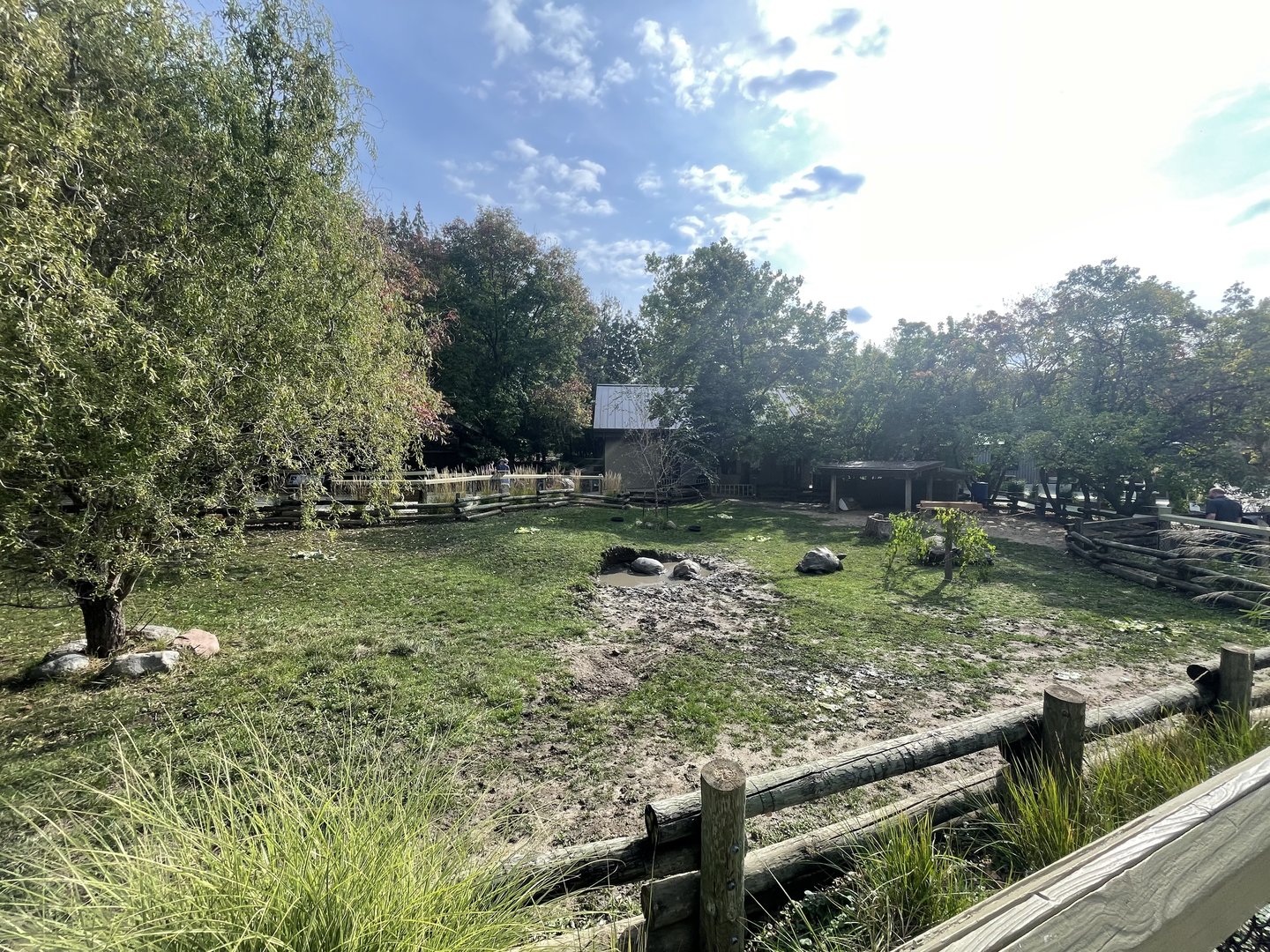 Aldabra Tortoise Exhibit