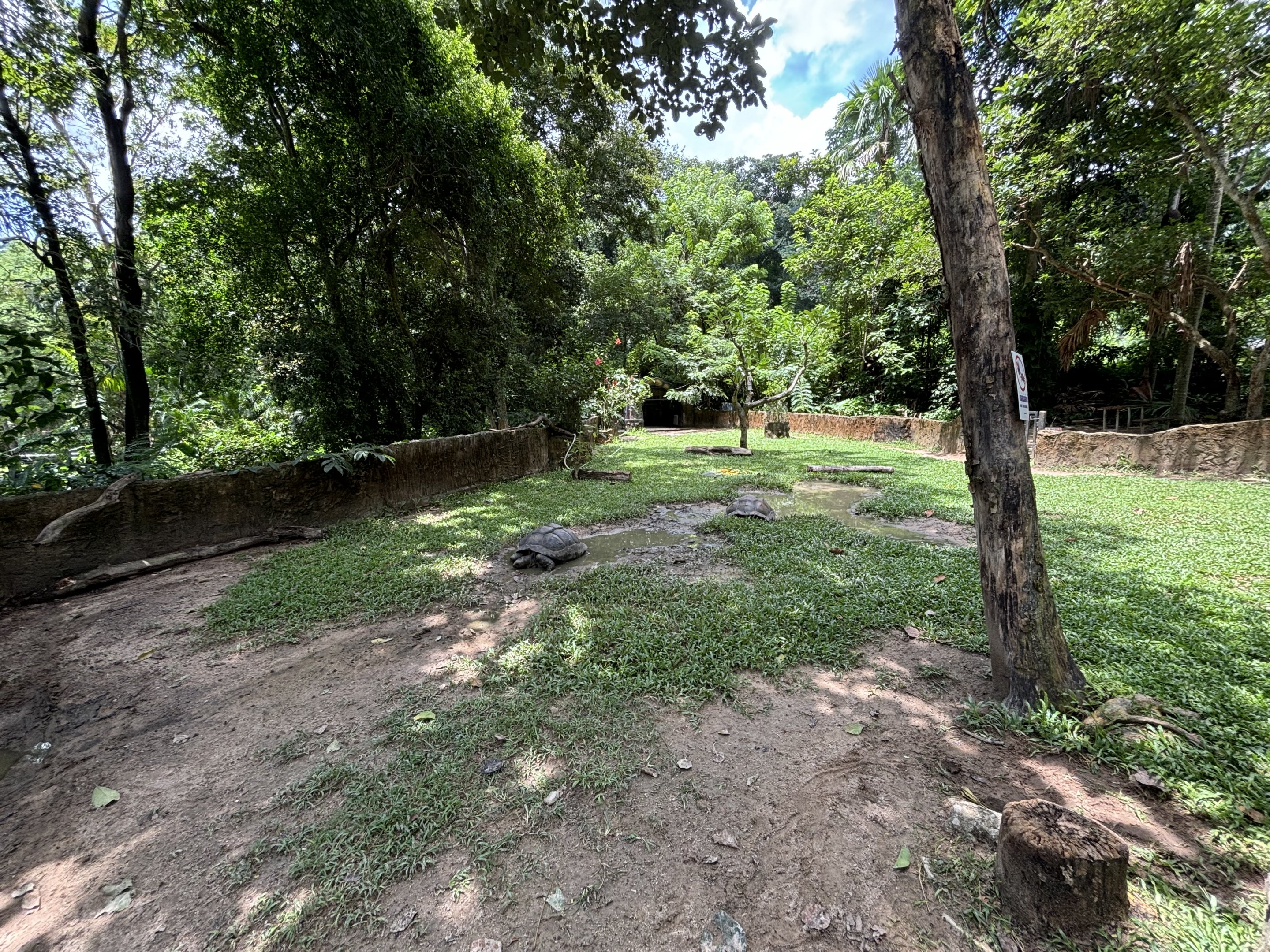 Aldabra Tortoise Exhibit
