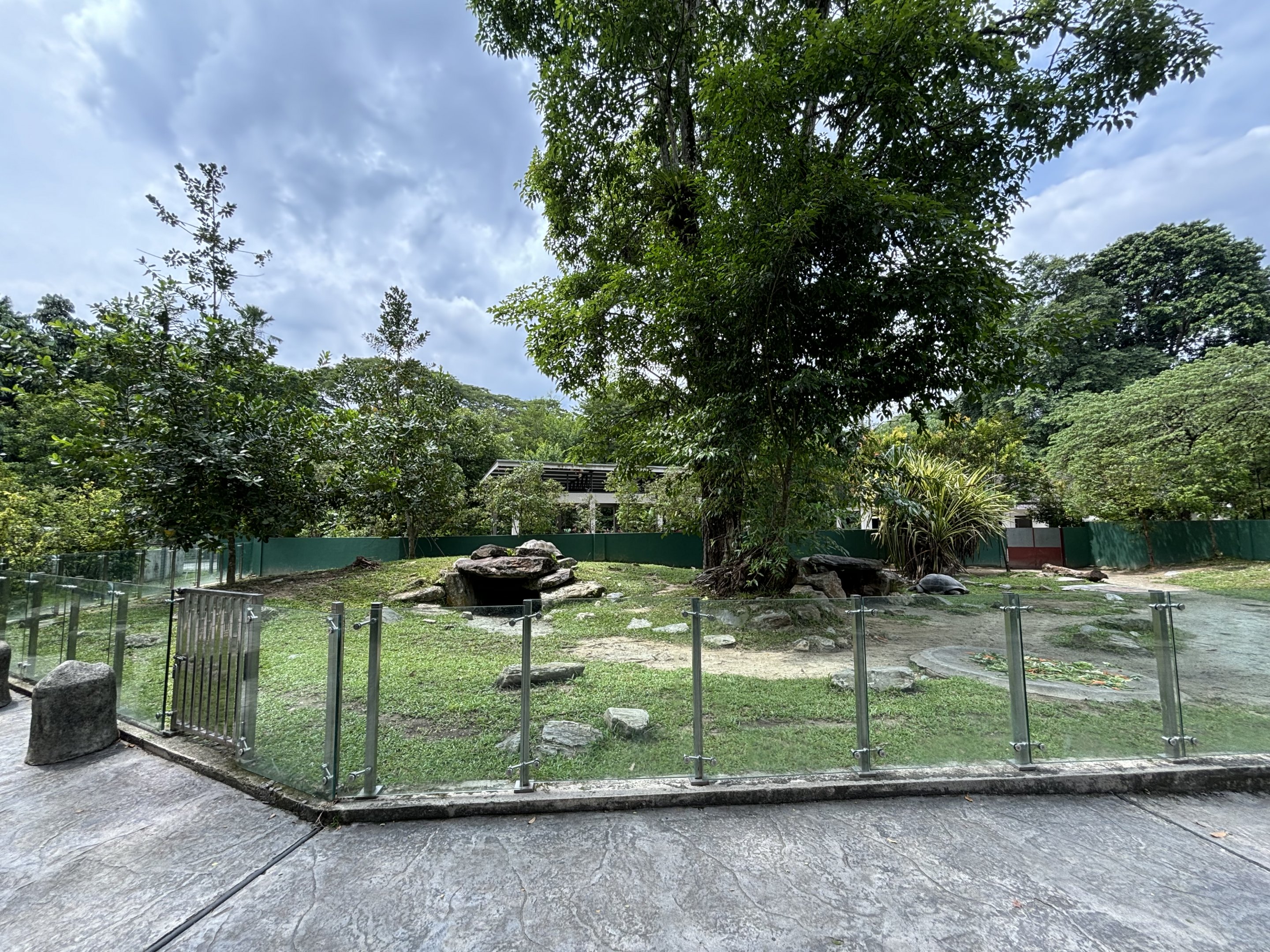 Aldabra Tortoise Exhibit