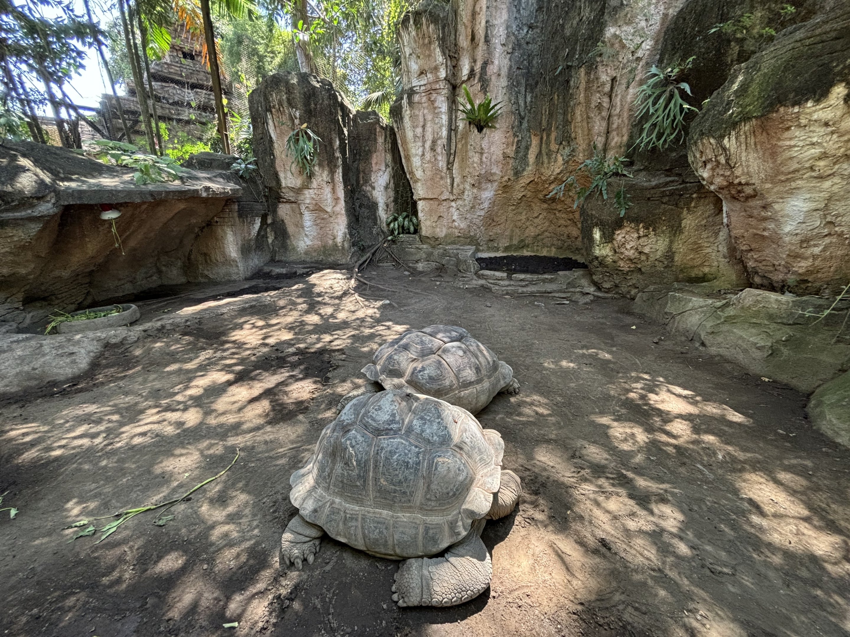 Aldabra Tortoise Exhibit