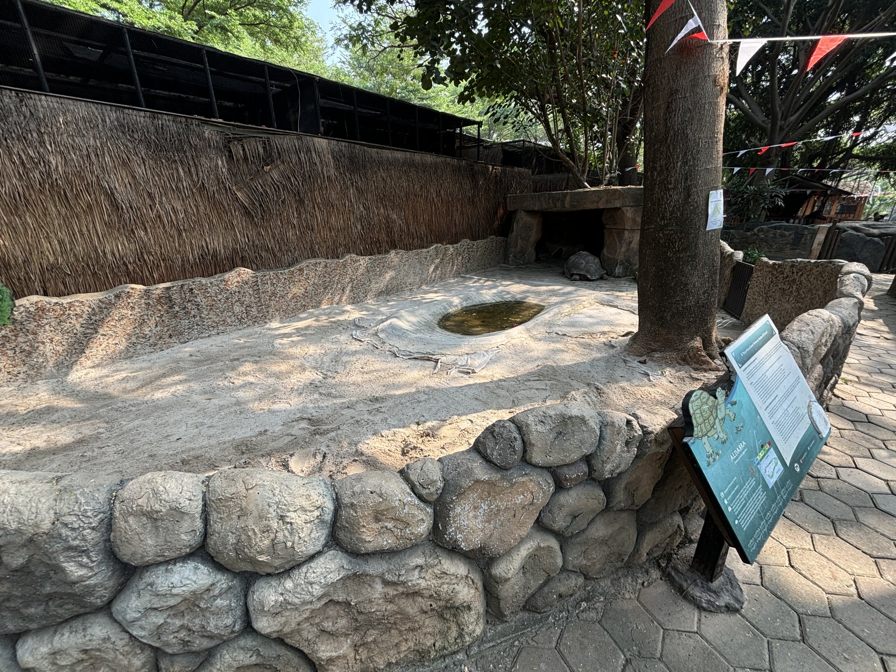 Aldabra Tortoise Exhibit