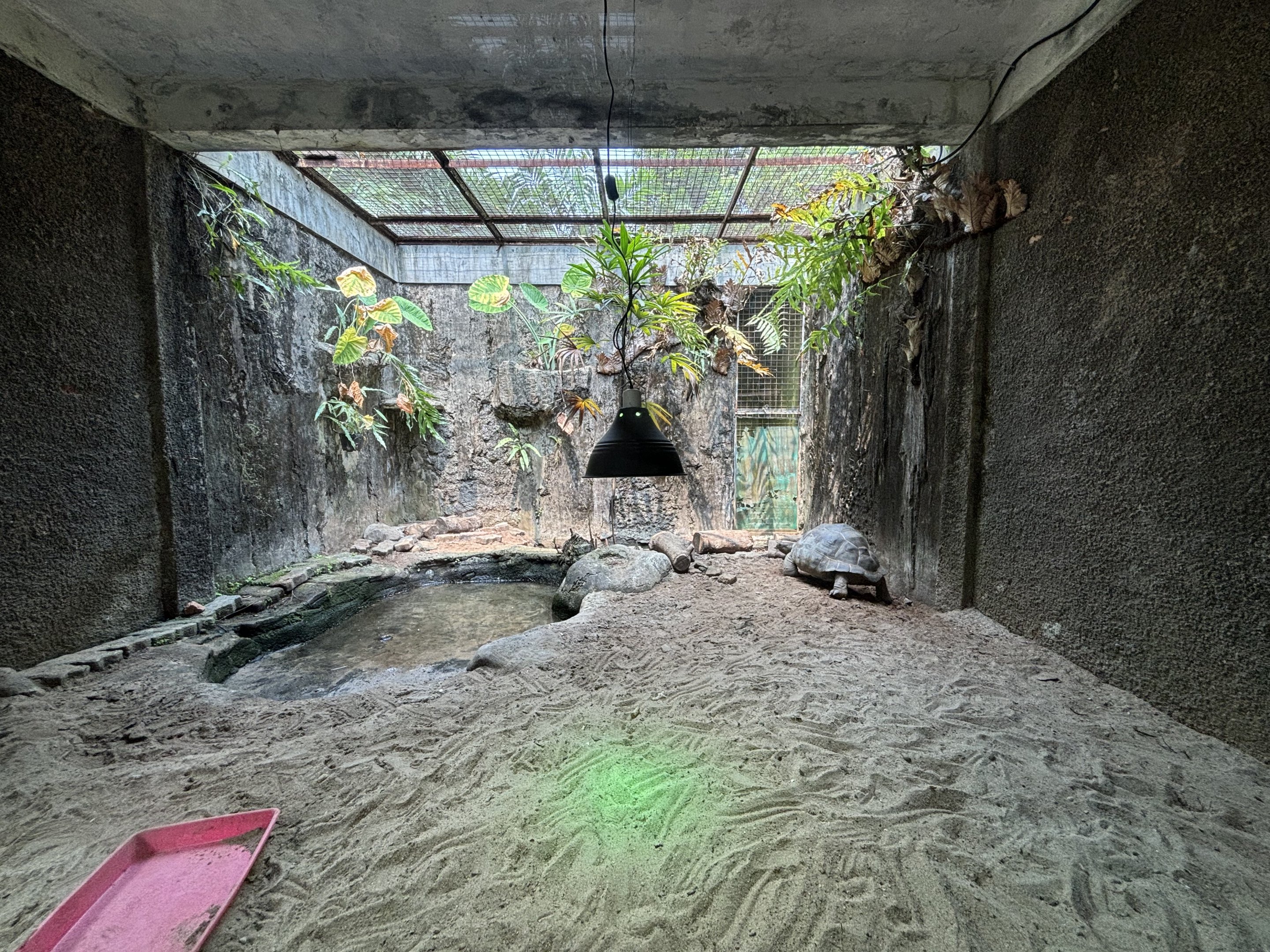 Aldabra Tortoise Exhibit