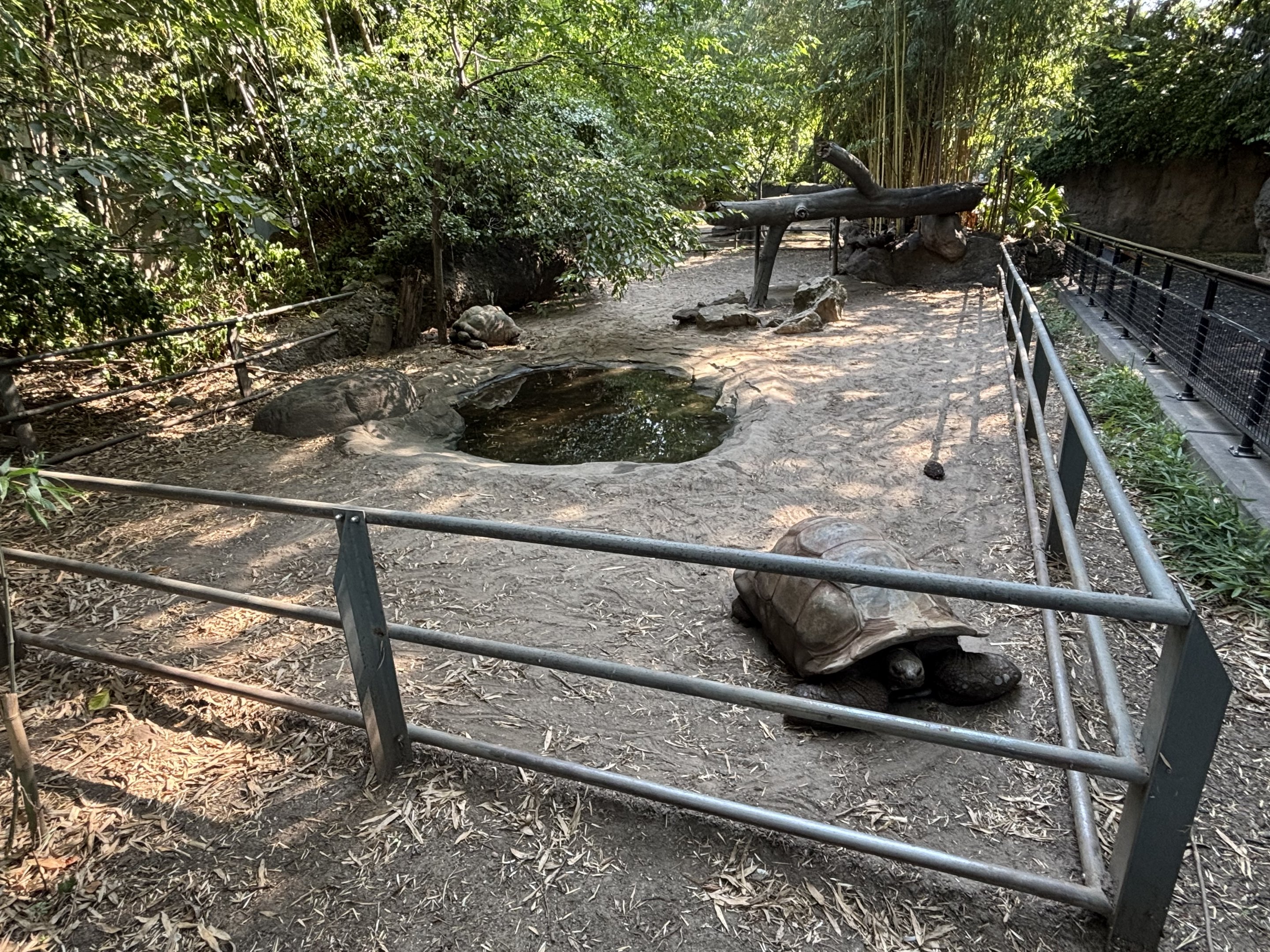 Aldabra Tortoise Exhibit