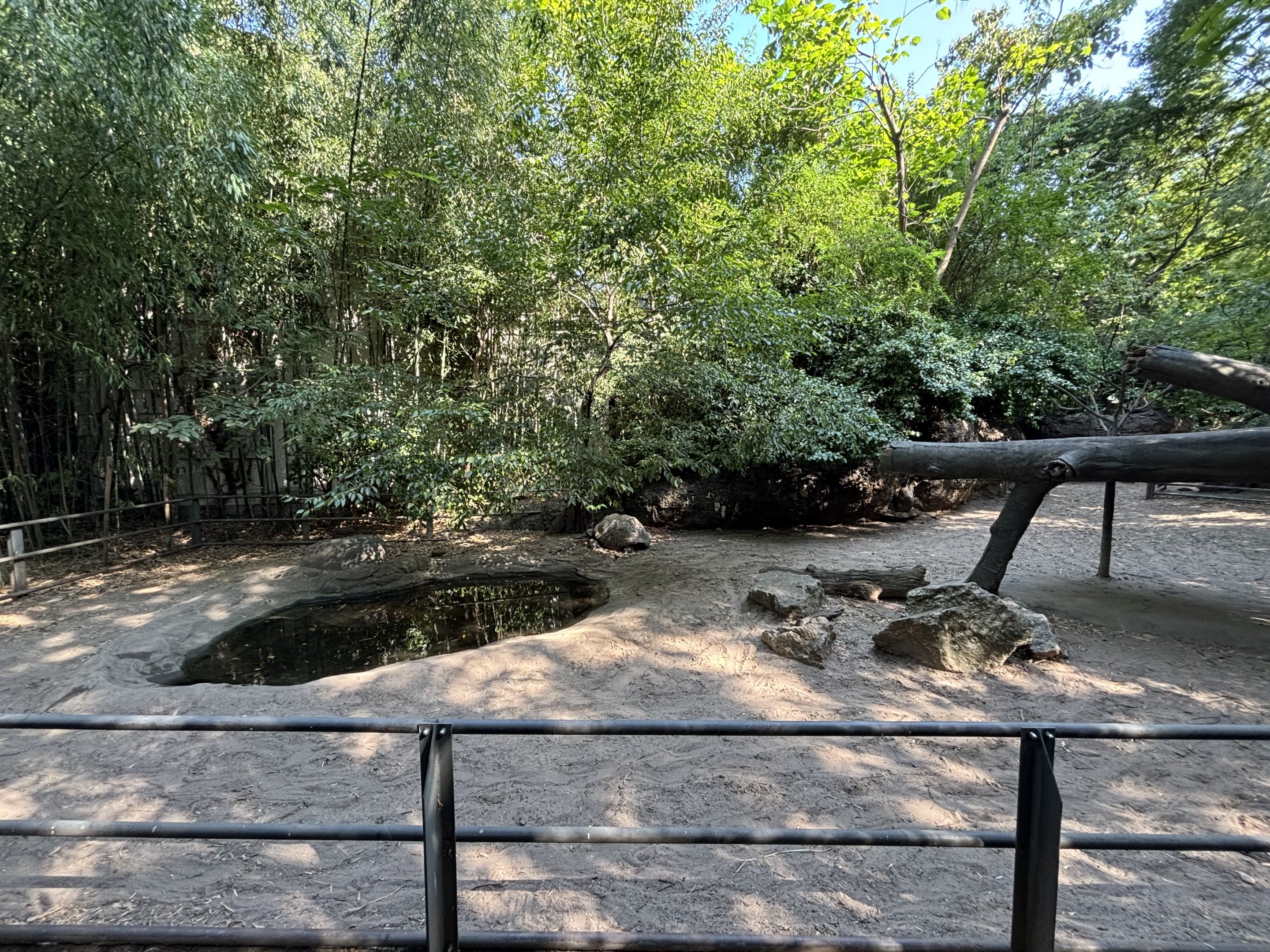 Aldabra Tortoise Exhibit