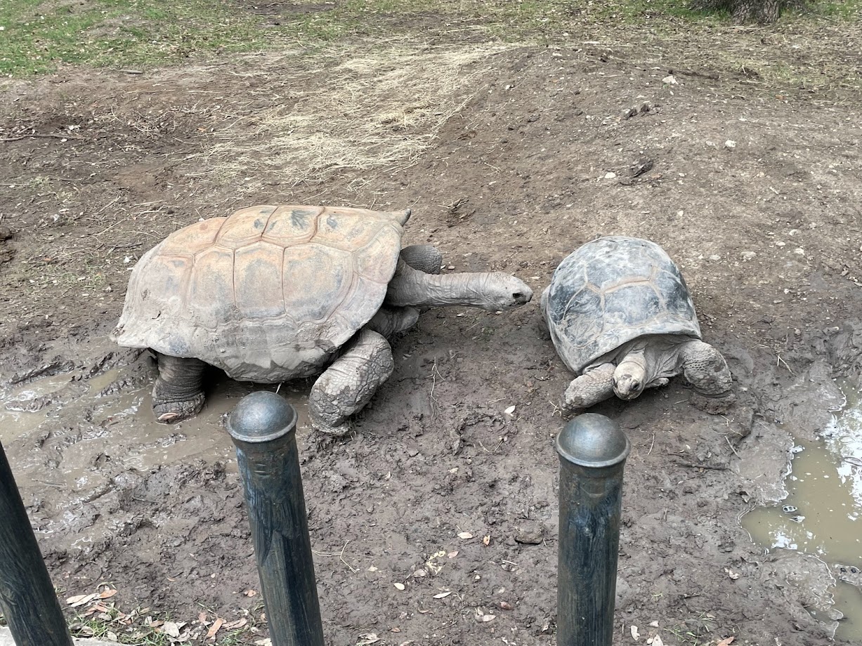 Aldabra Tortoise Extending His Neck