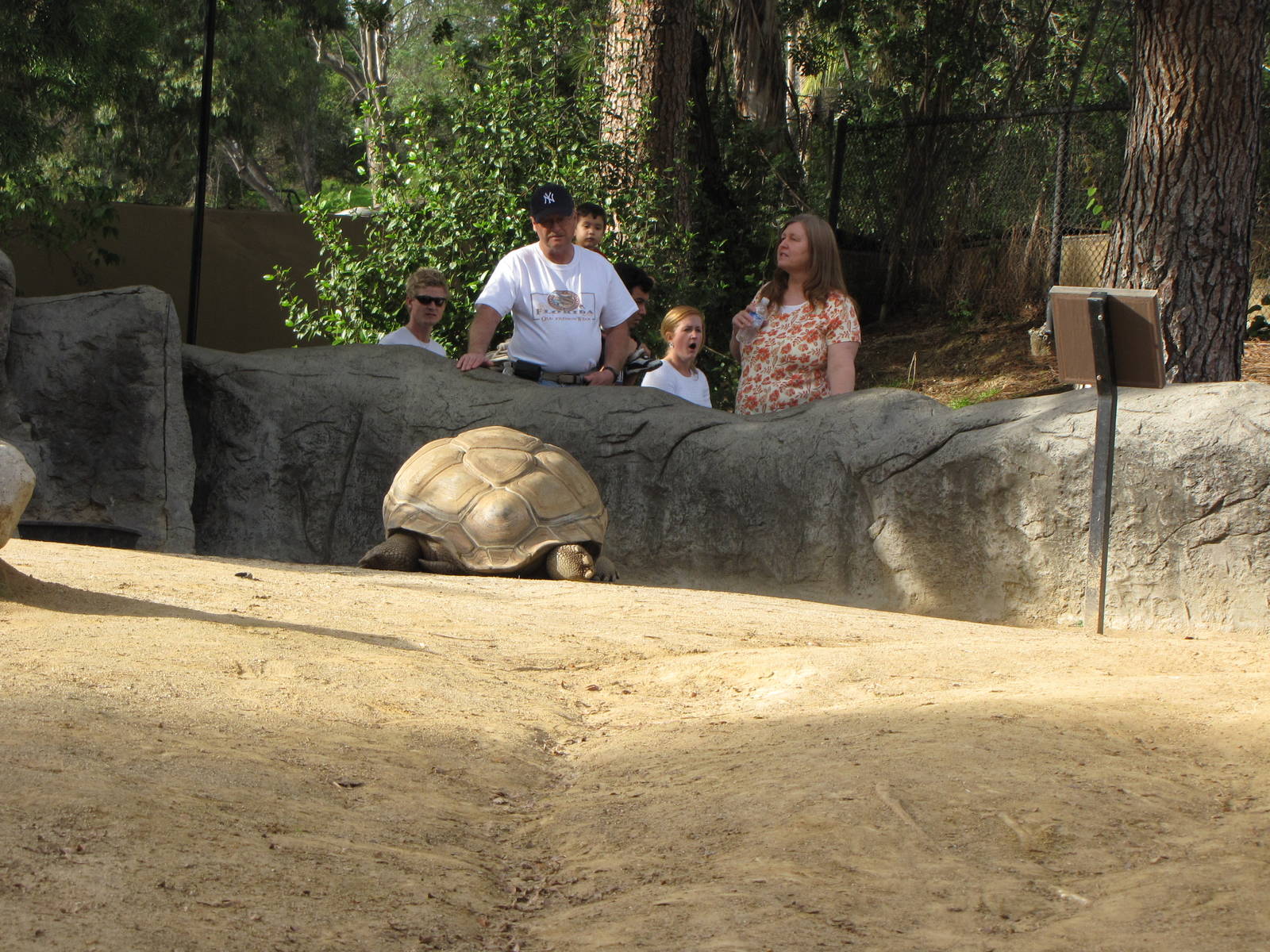 Aldabra Tortoise Habitat