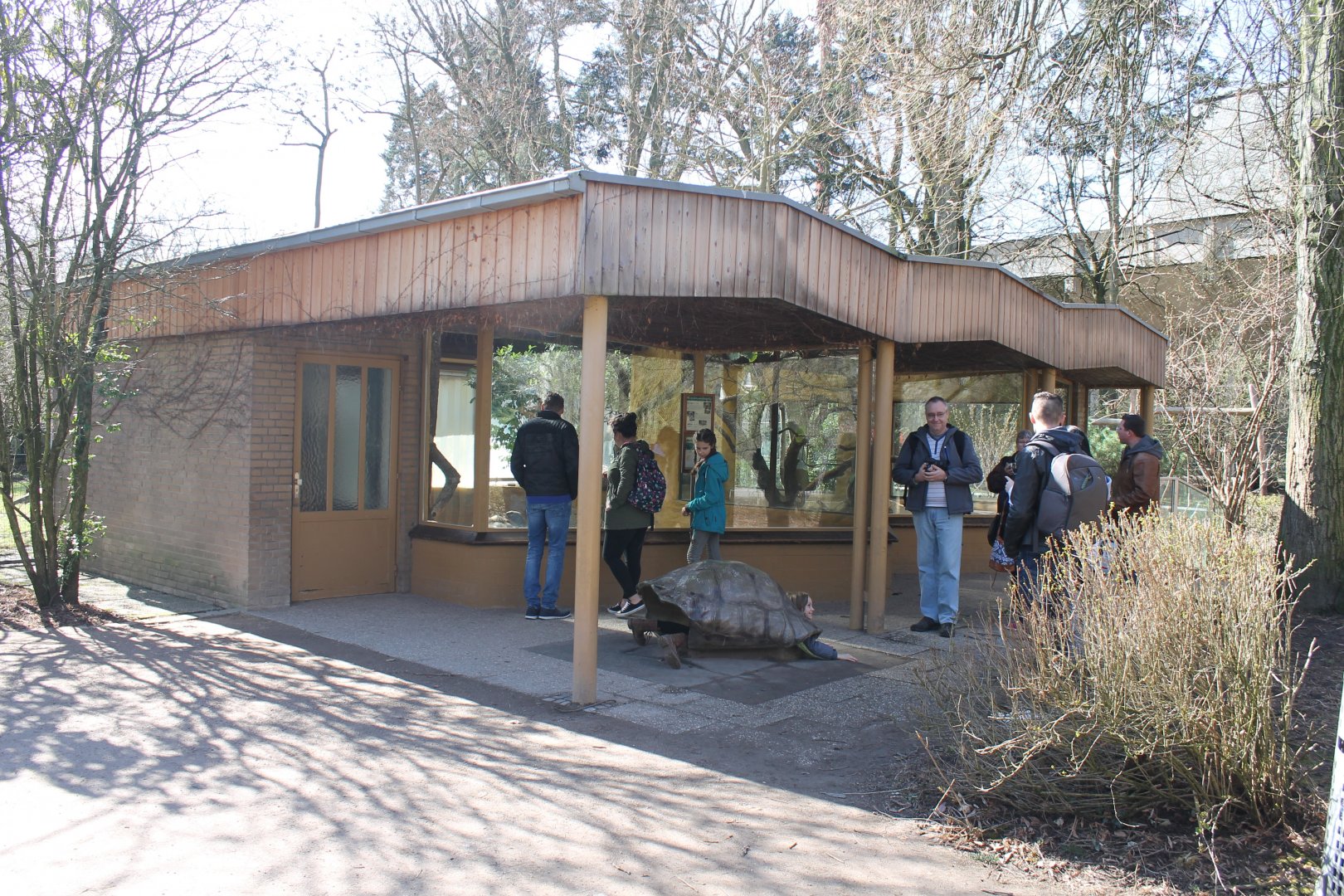 Aldabra tortoise-house