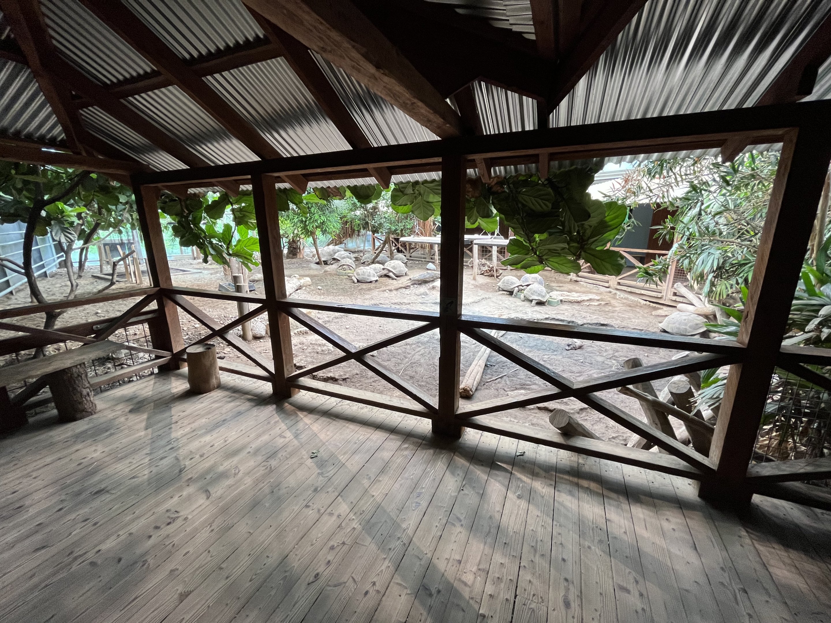 Aldabra Tortoise House