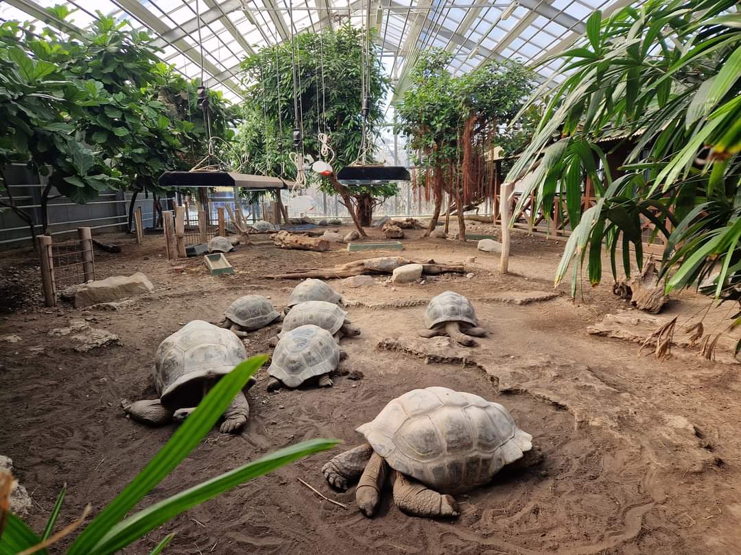 Aldabra tortoise house