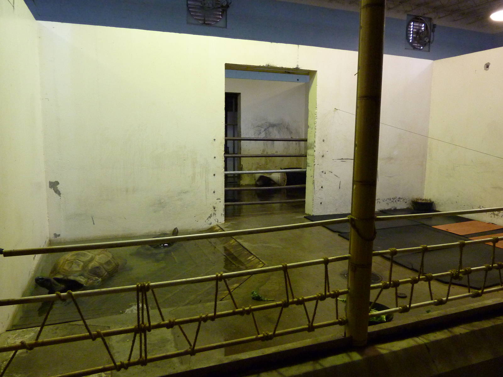 Aldabra Tortoise - Indoor Area