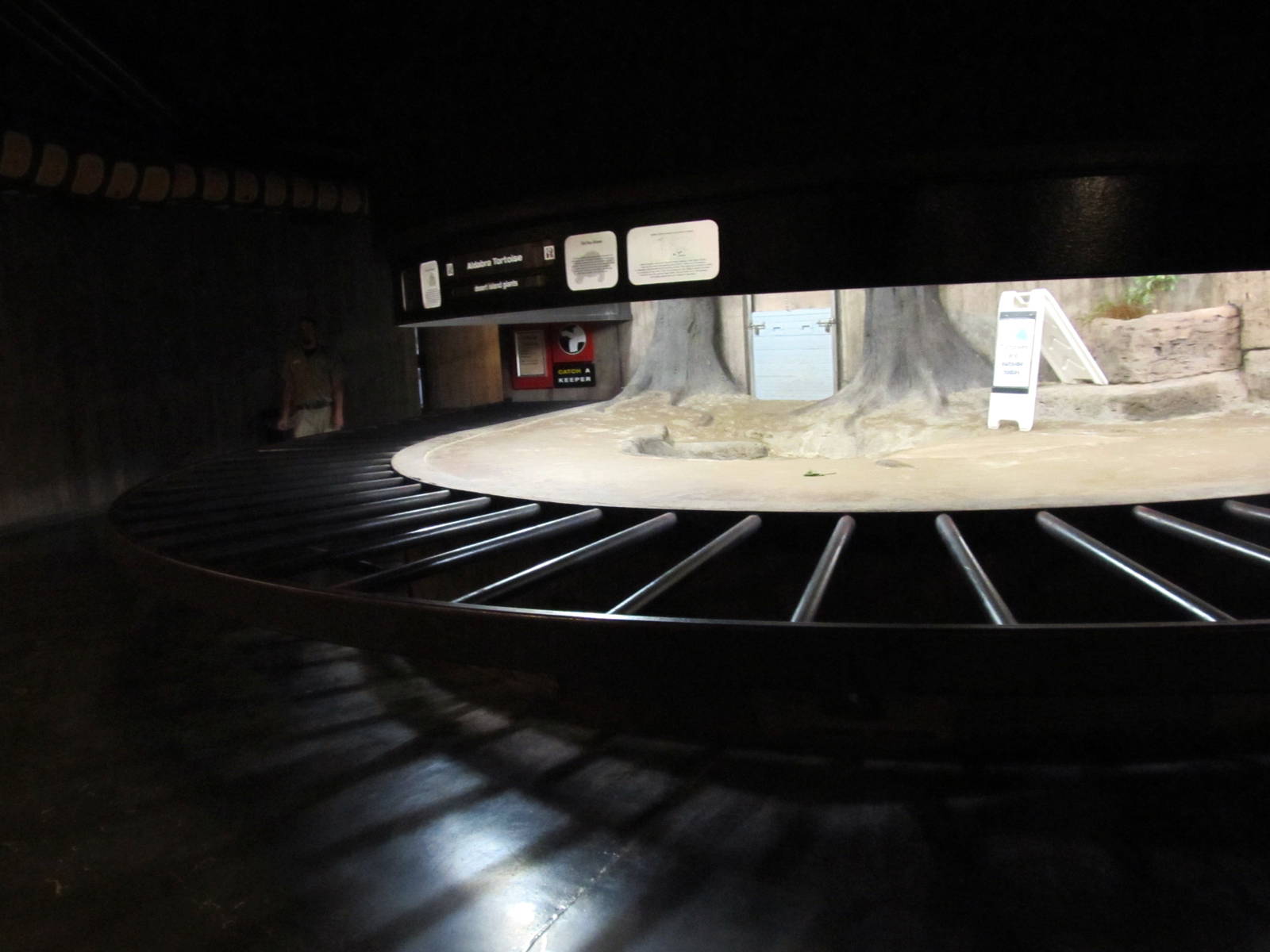 Aldabra Tortoise Indoor Exhibit