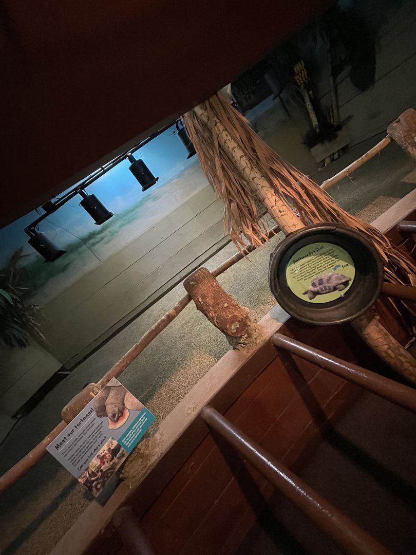 Aldabra Tortoise Indoor Exhibit
