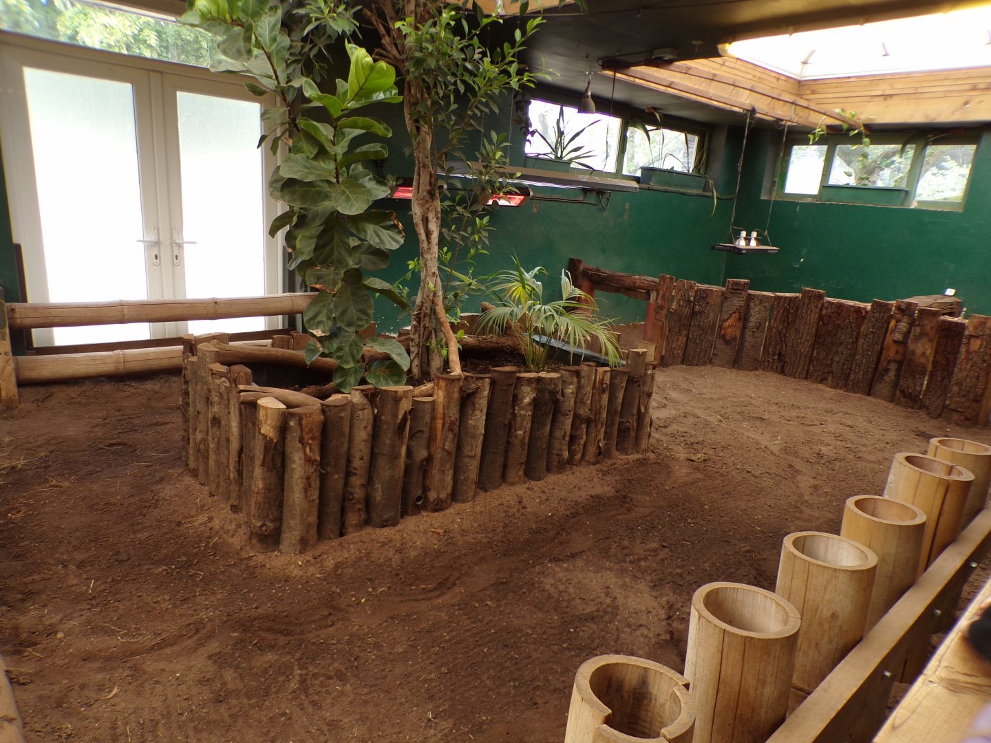 Aldabra tortoise indoors 7.7.24