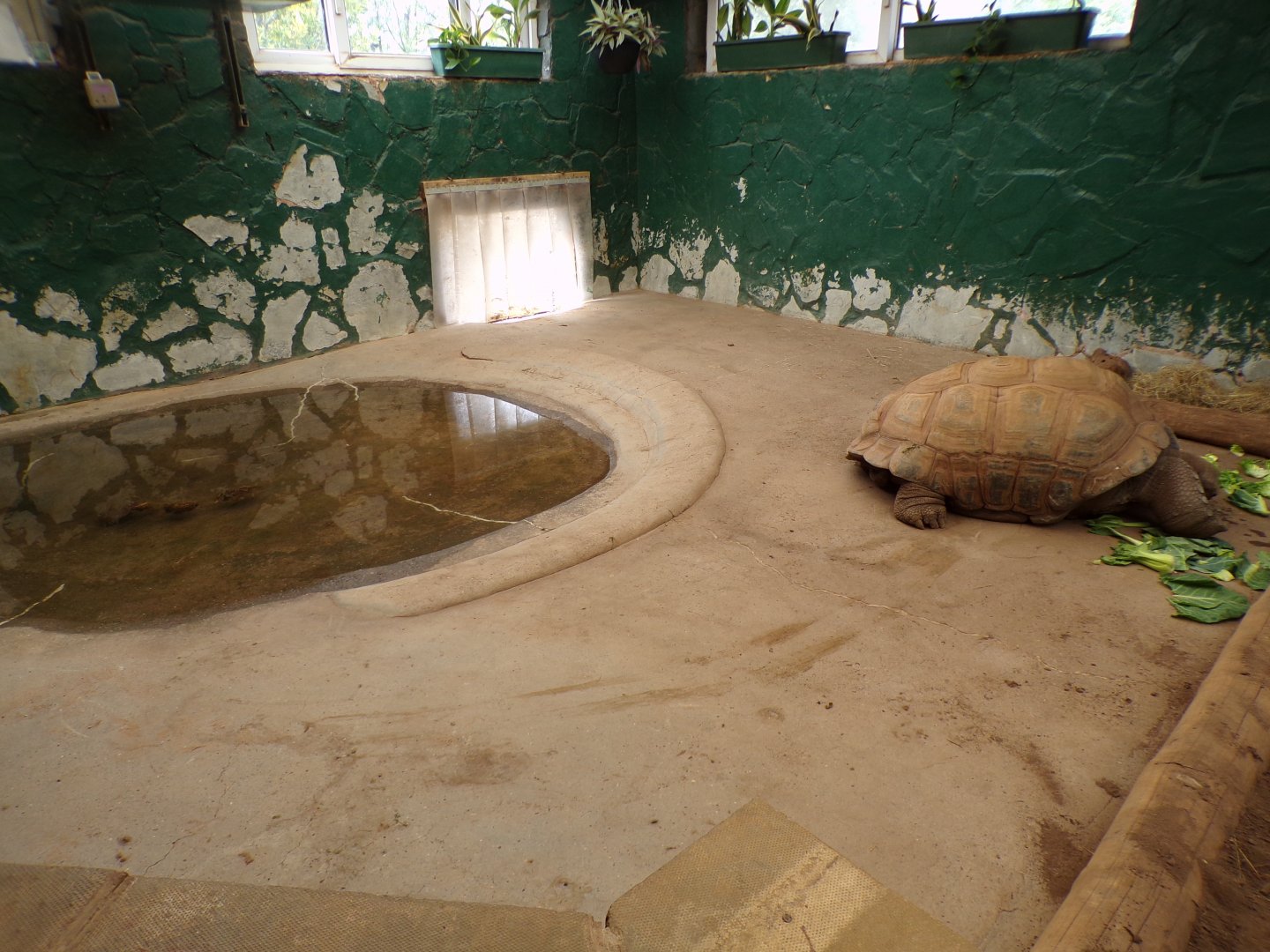 Aldabra tortoise indoors  7.7.24