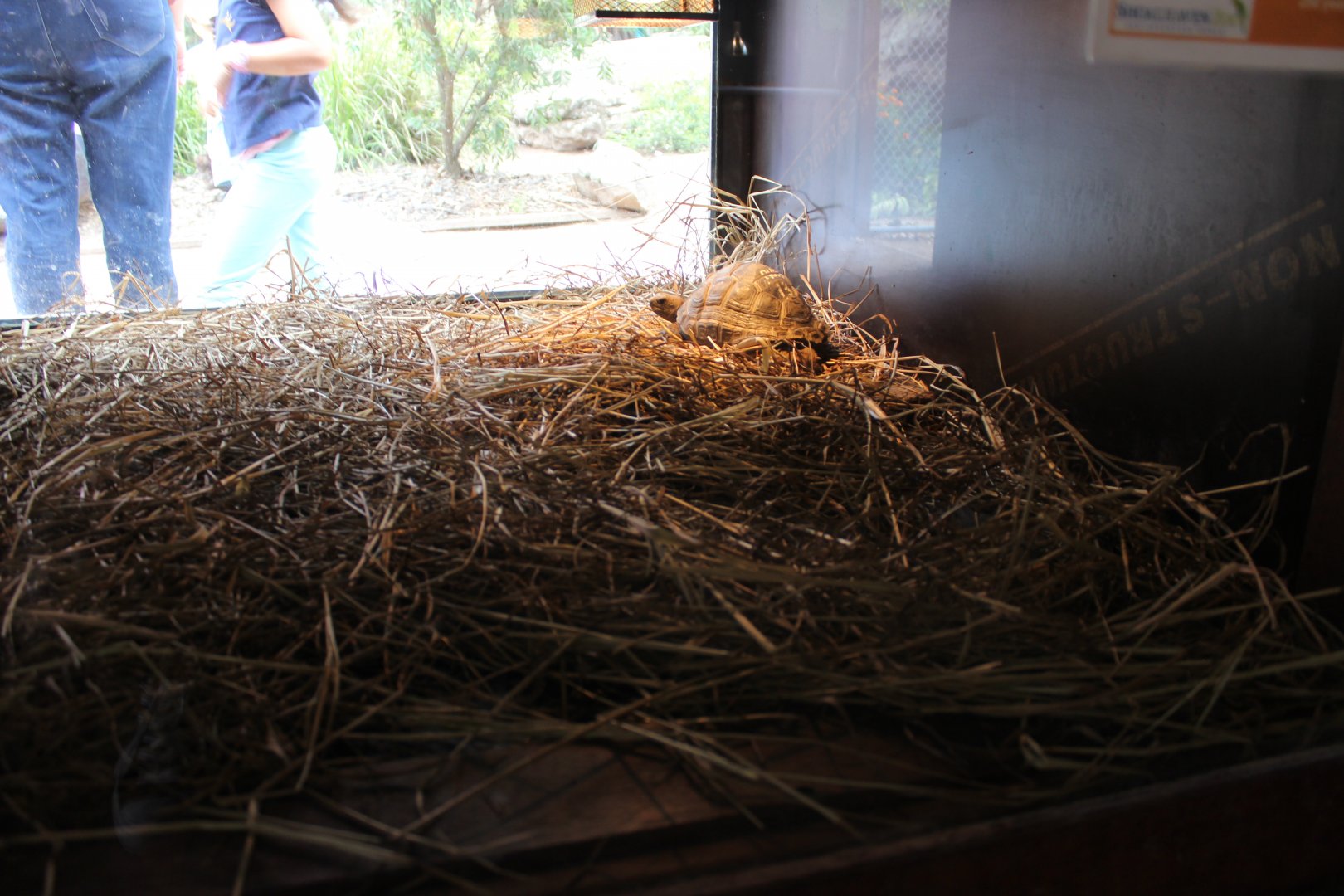Aldabra Tortoise Indoors