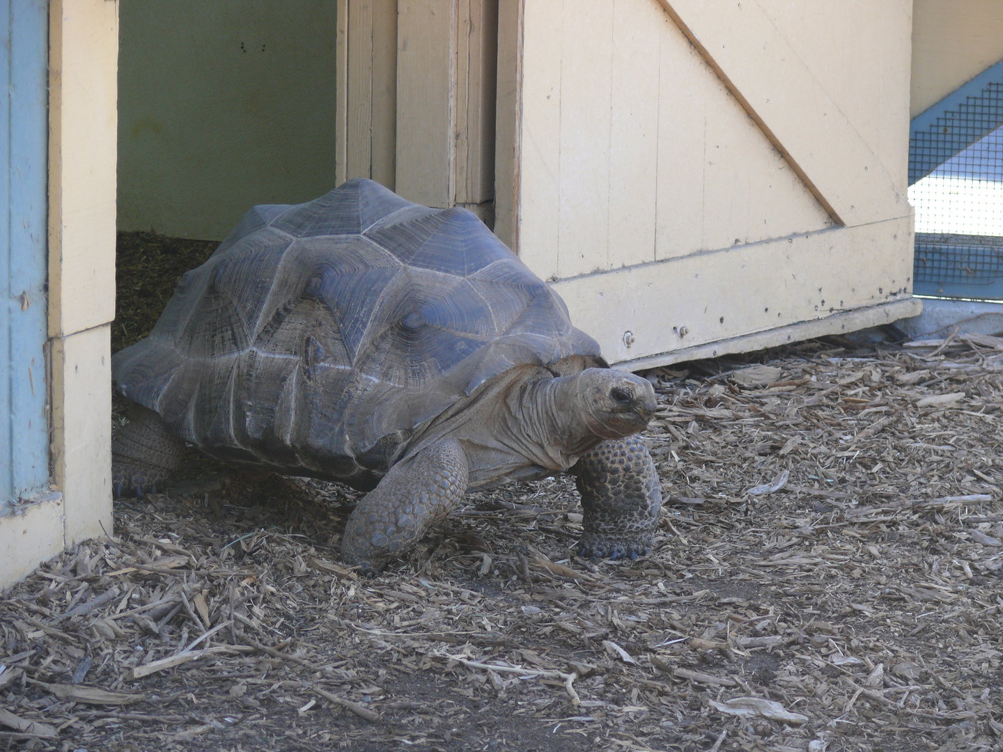 Aldabra Tortoise - July 8th 2023