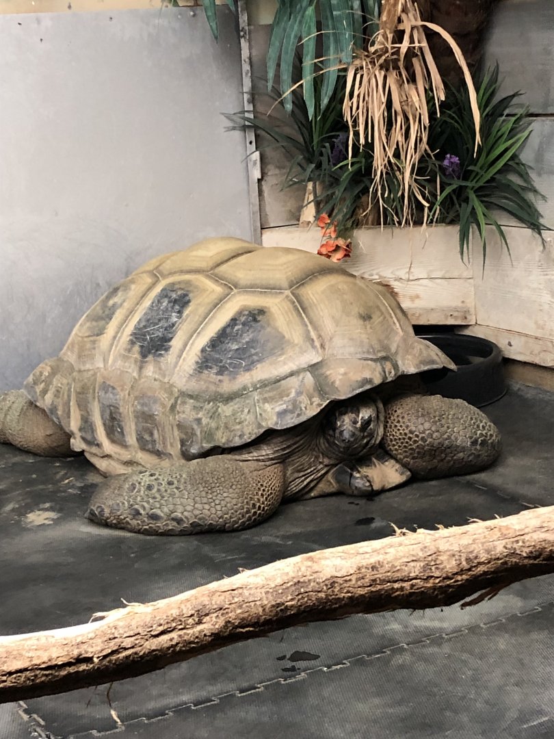 Aldabra Tortoise Male | Henry Vilas Zoo
