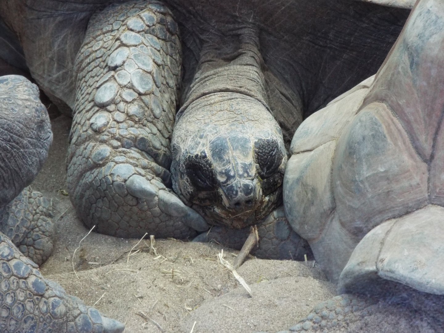 Aldabra Tortoise - NAZF