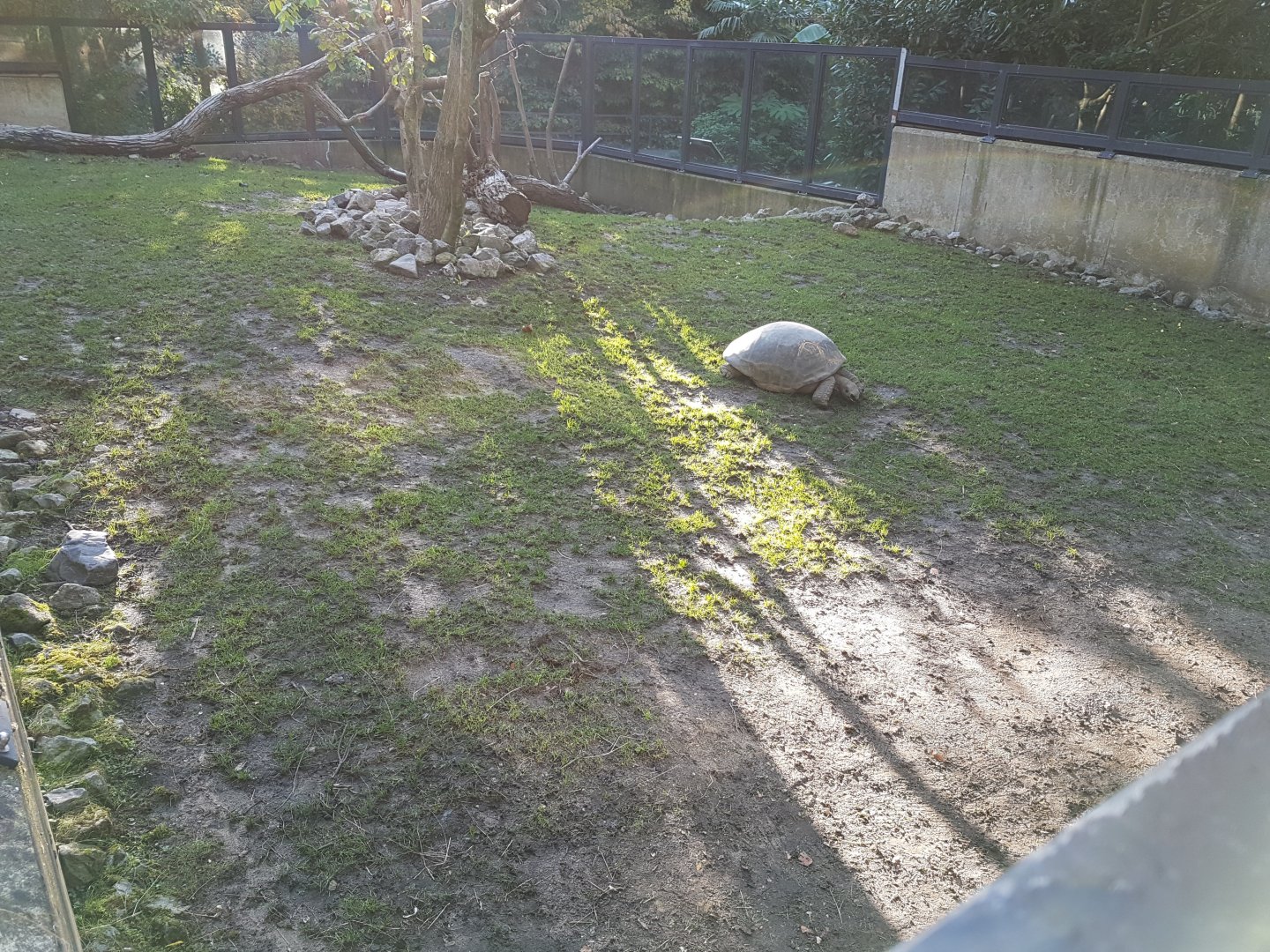 Aldabra tortoise Outdoor-enclosure