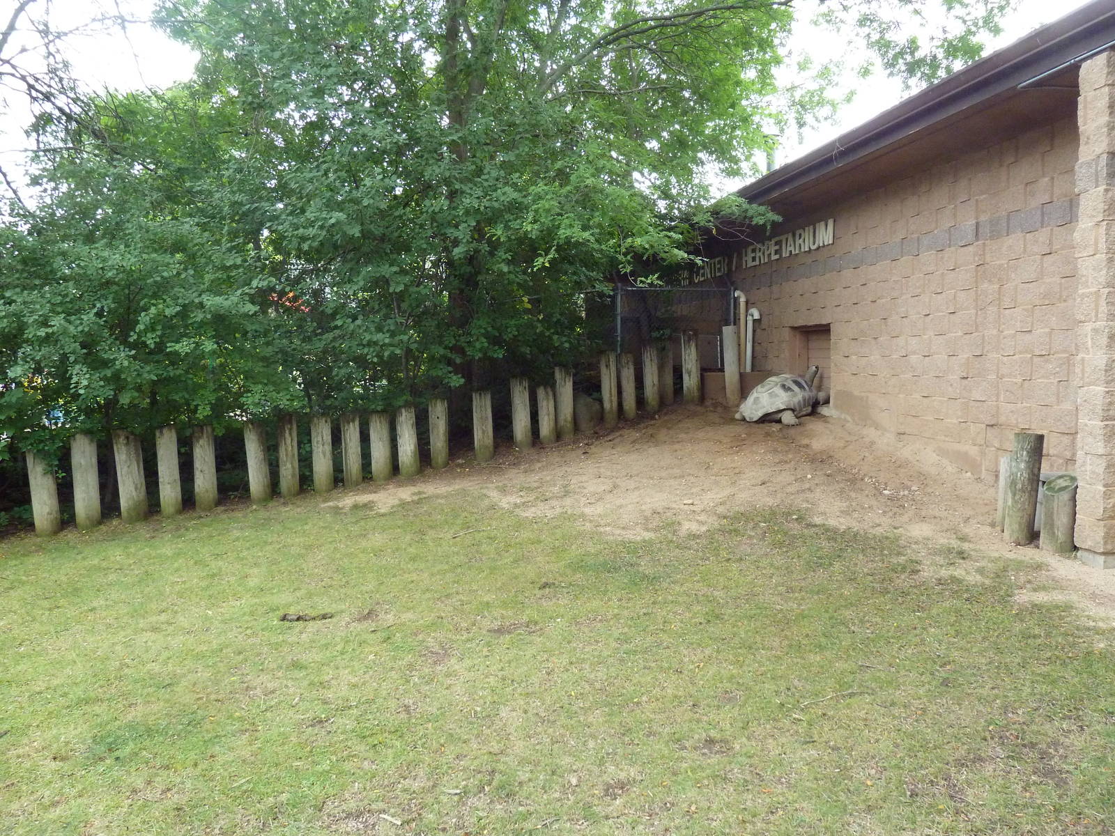 Aldabra Tortoise Outdoor Exhibit