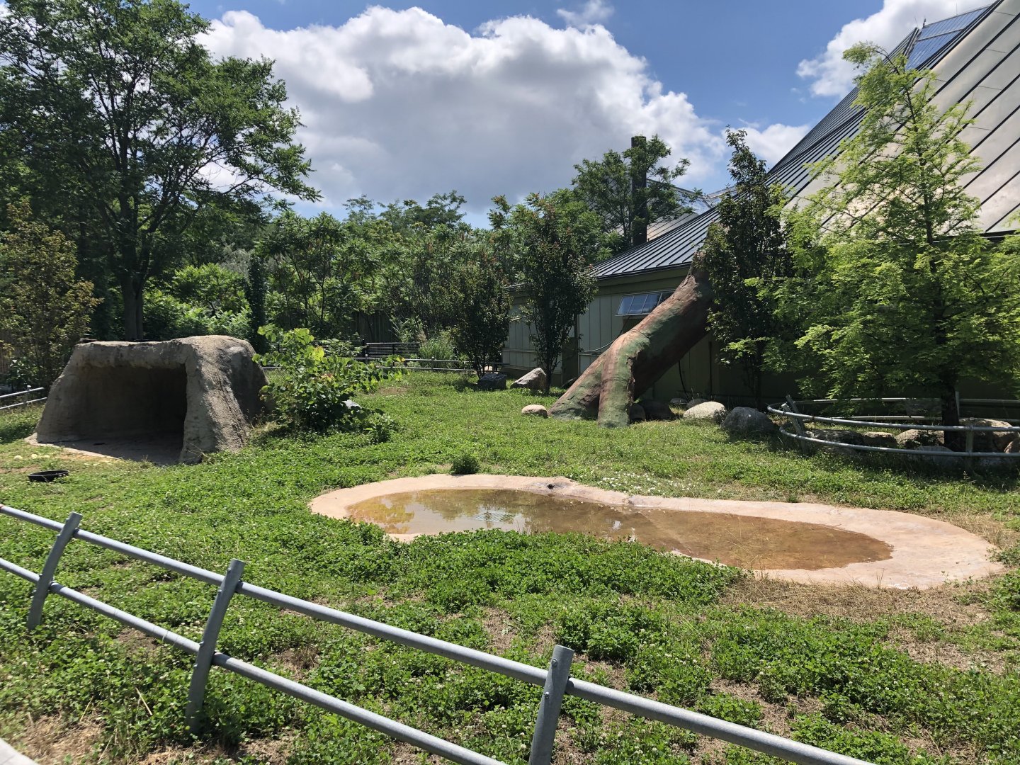 Aldabra Tortoise Outdoor Exhibit