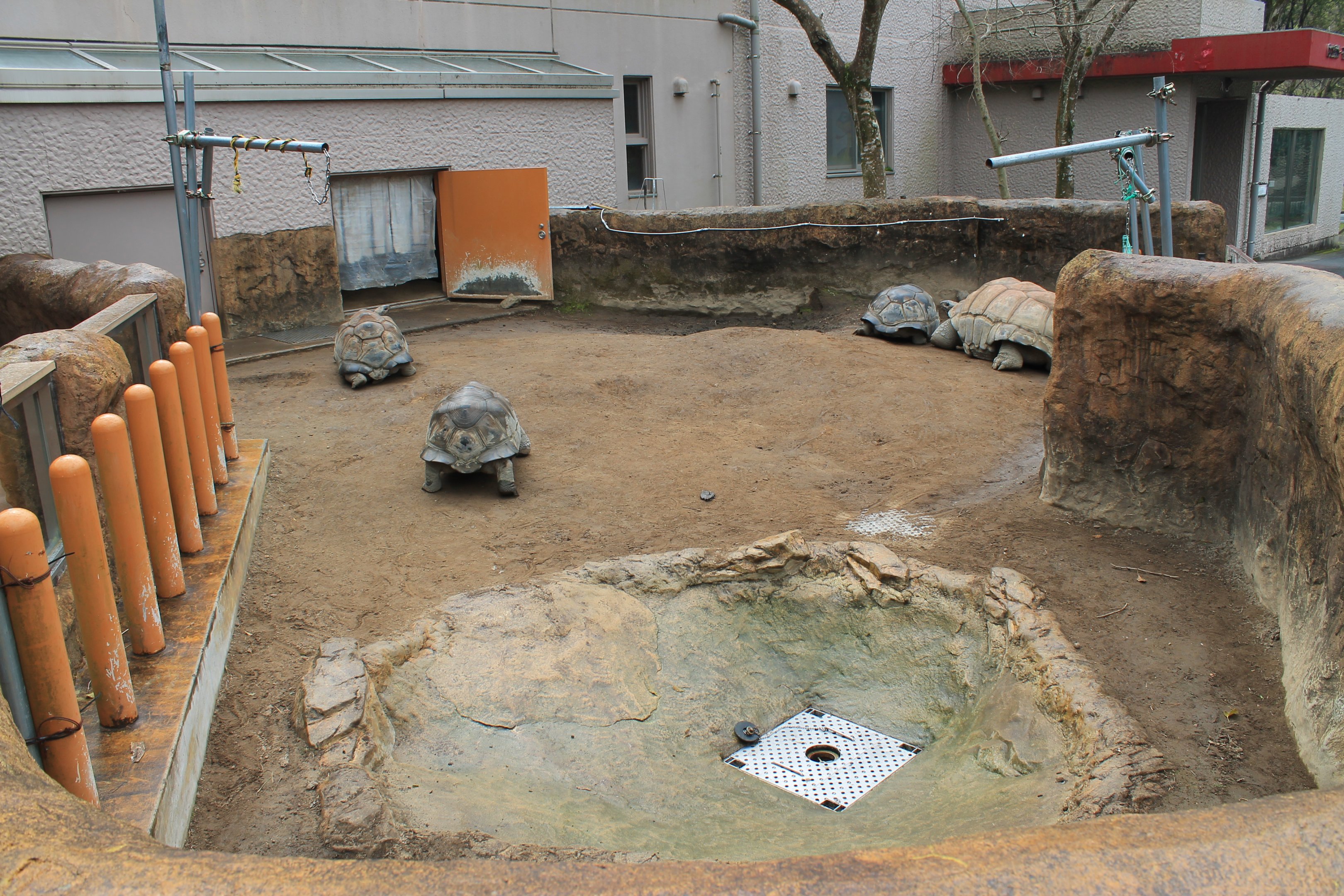 Aldabra Tortoise outside yard - Hirakawa Zoo (Kagoshima)