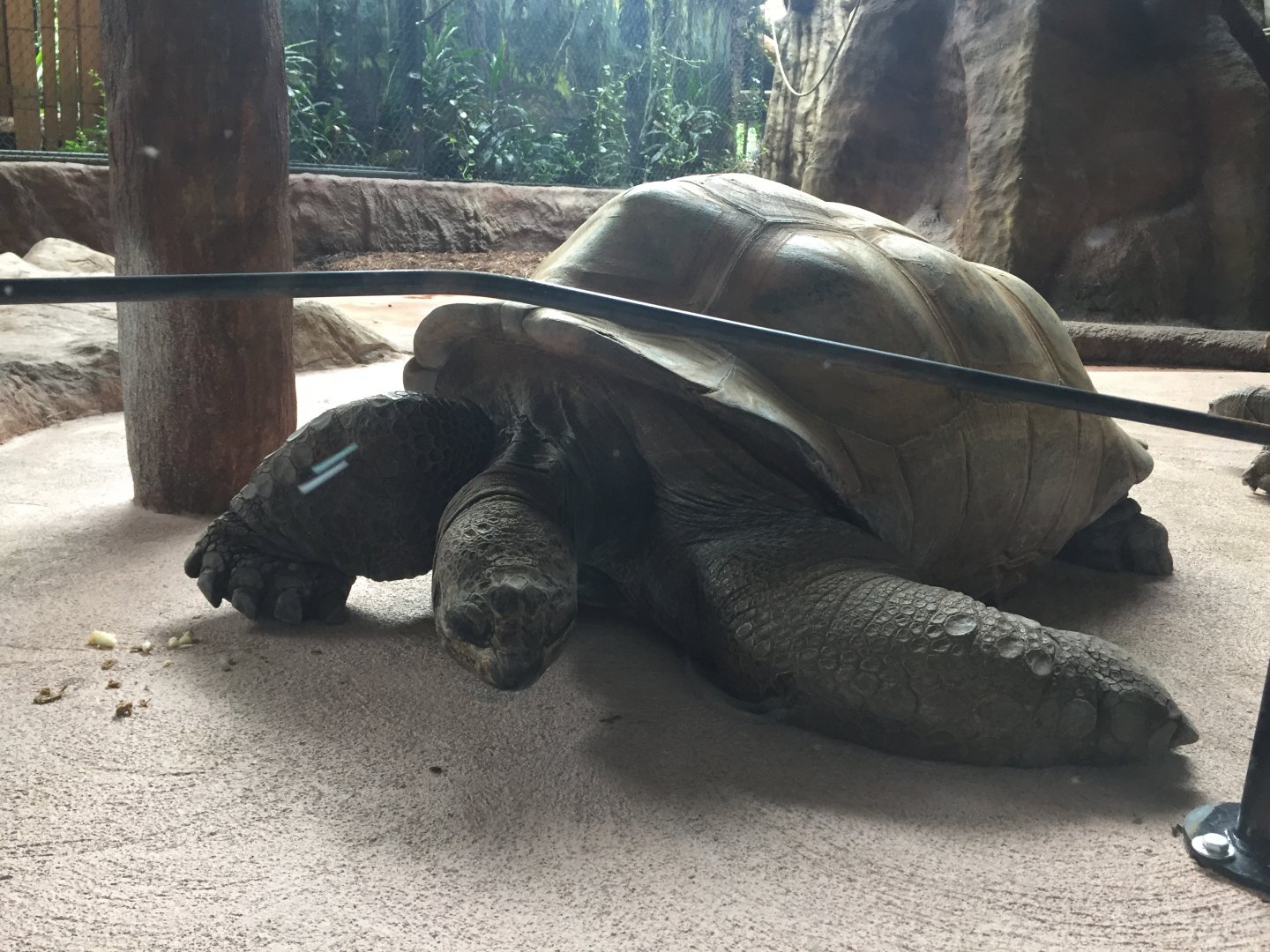 Aldabra Tortoise - Rasputin