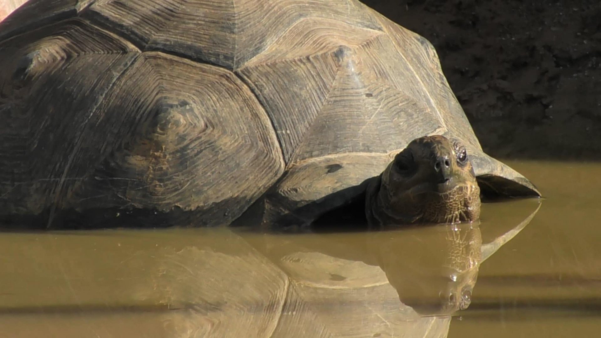 Aldabra tortoise relaxing in muddy water