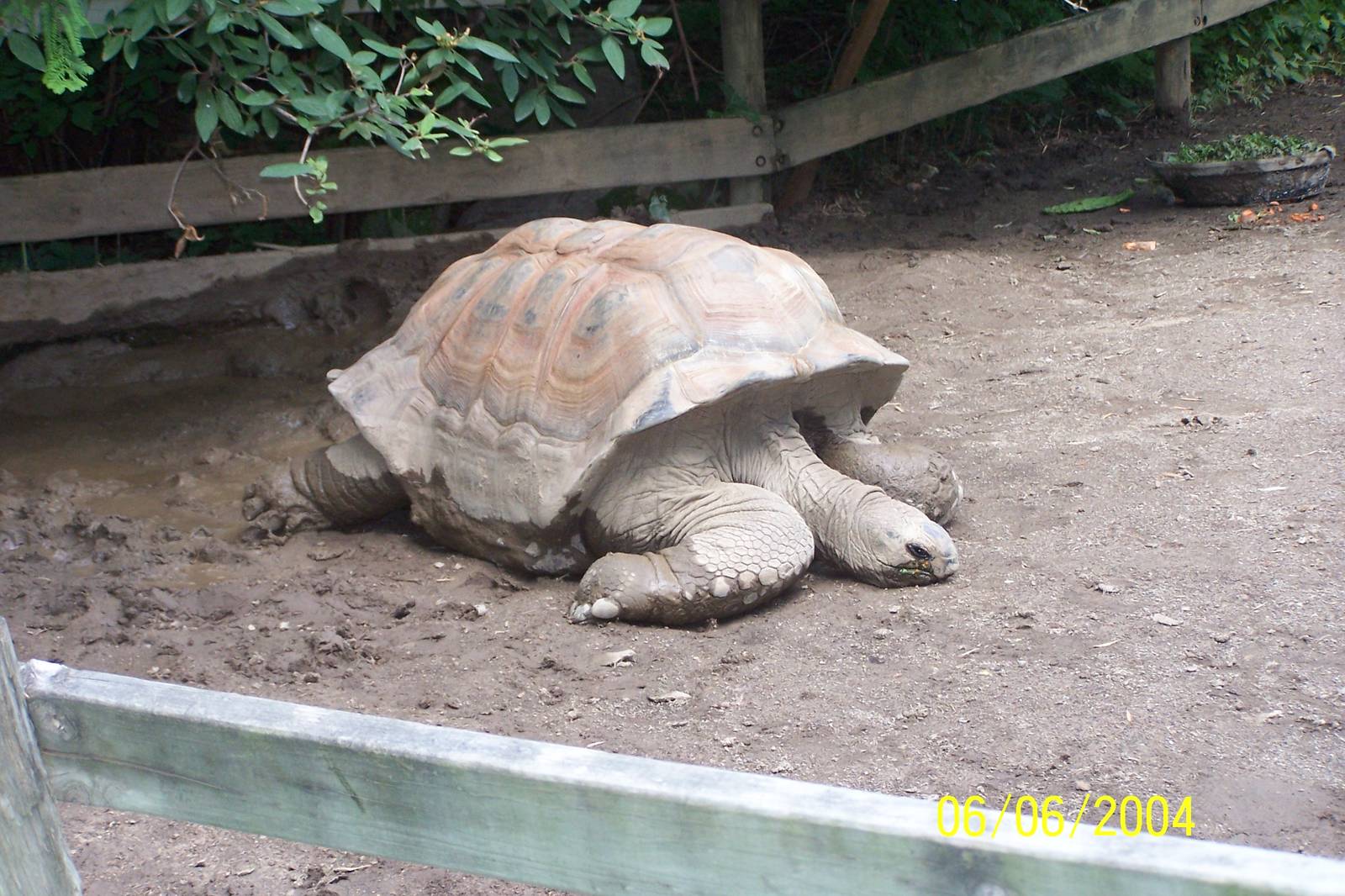 Aldabra Tortoise Resting In The Mud ~ Shores