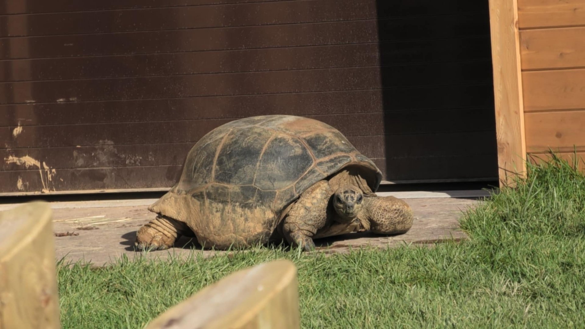 Aldabra tortoise resting