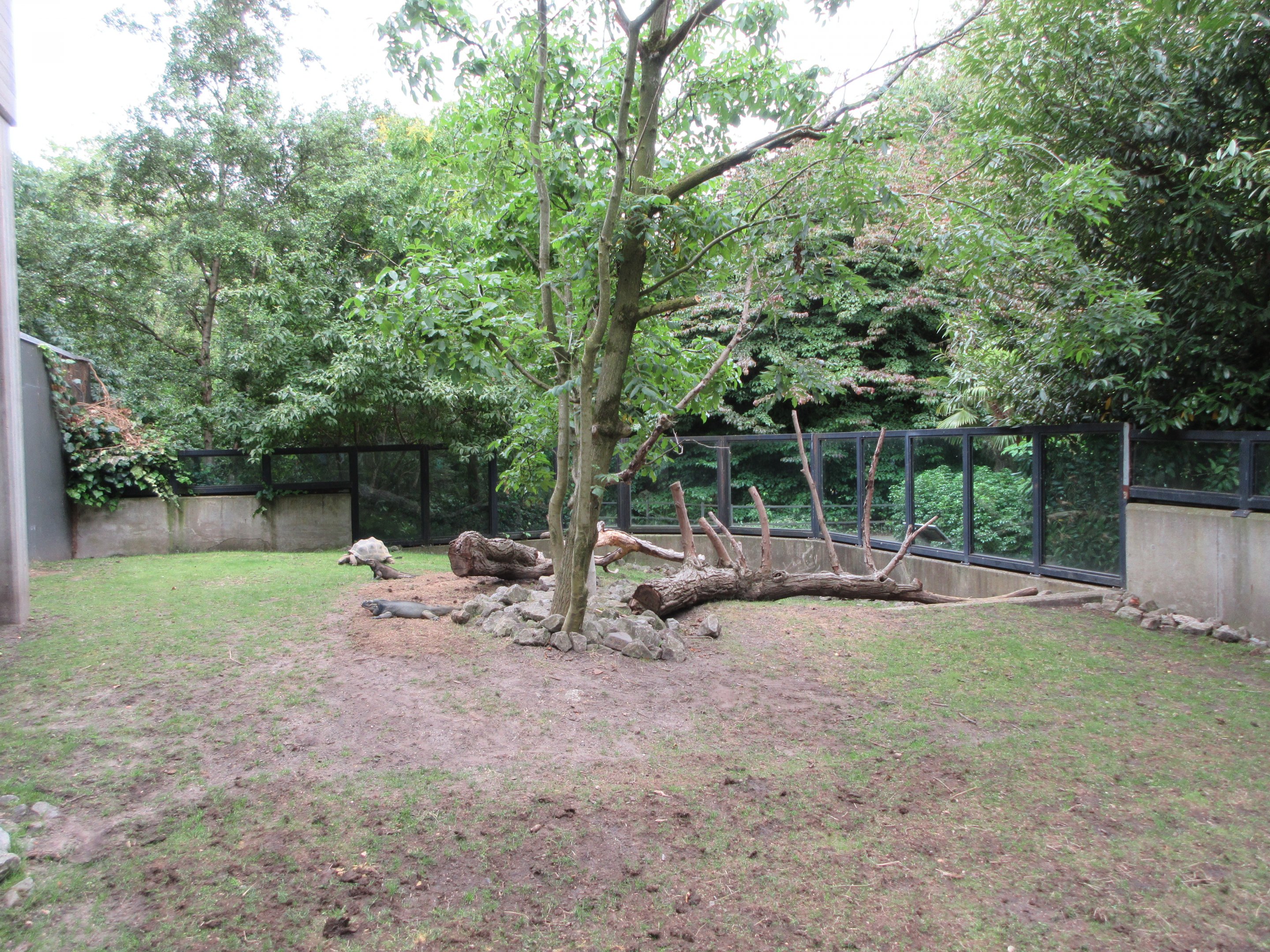 Aldabra Tortoise/Rhinoceros Iguana Exhibit