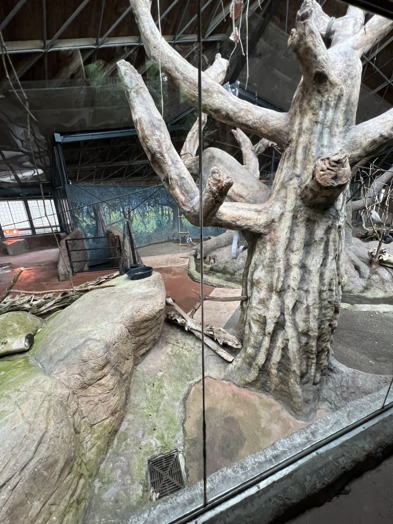 Aldabra Tortoise/Ring-Tailed Lemur/West African Crowned Crane Exhibit