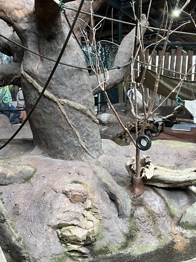 Aldabra Tortoise/Ring-Tailed Lemur/West African Crowned Crane Exhibit