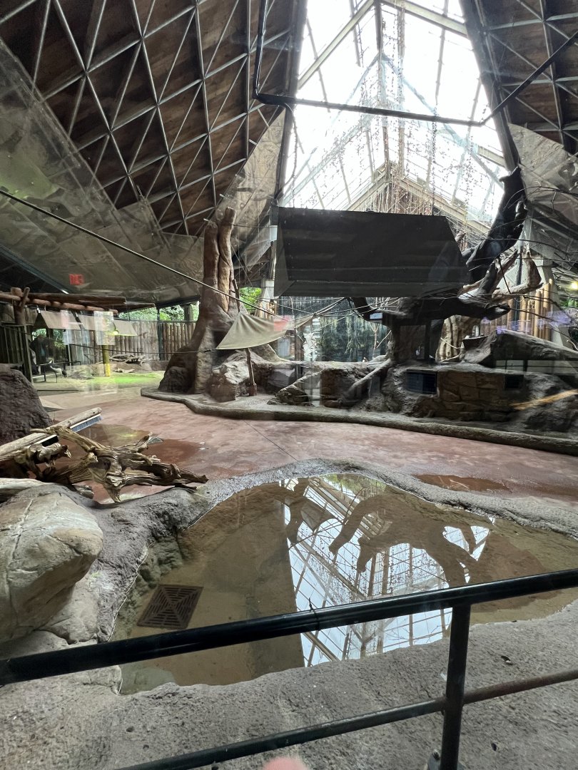 Aldabra Tortoise/Ring-Tailed Lemur/West African Crowned Crane Exhibit