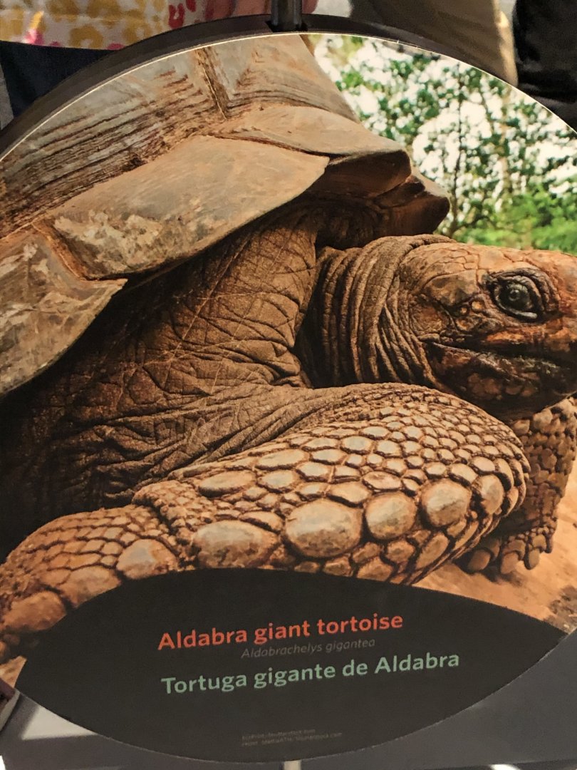 Aldabra tortoise stock photo