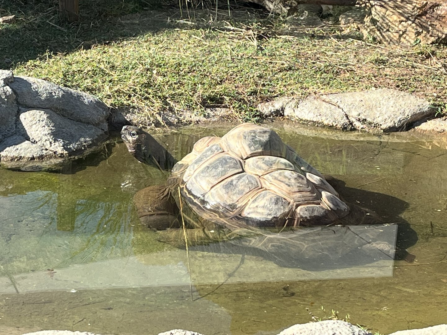 Aldabra Tortoise taking a Dip