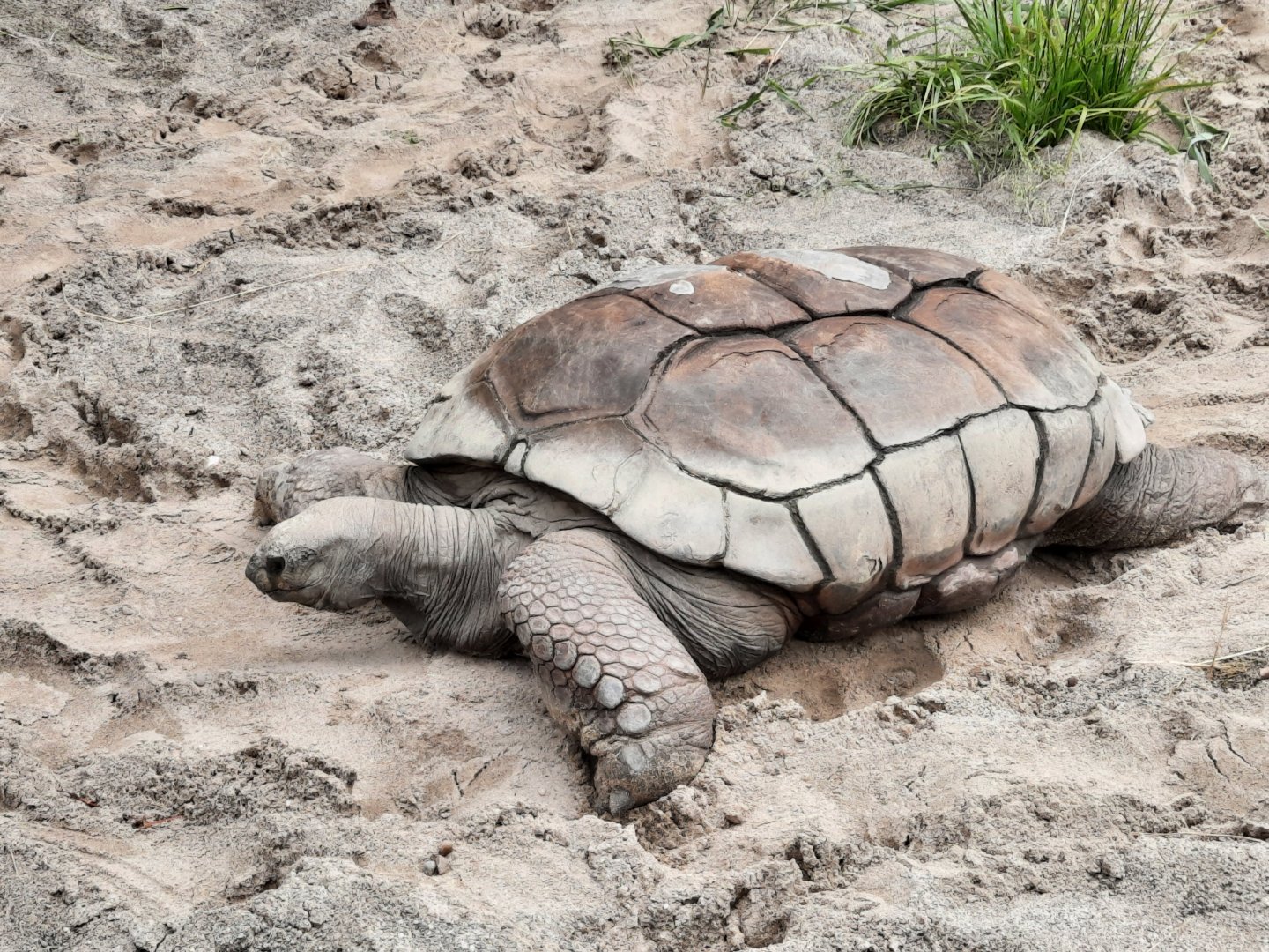 Aldabra Tortoise - Terry